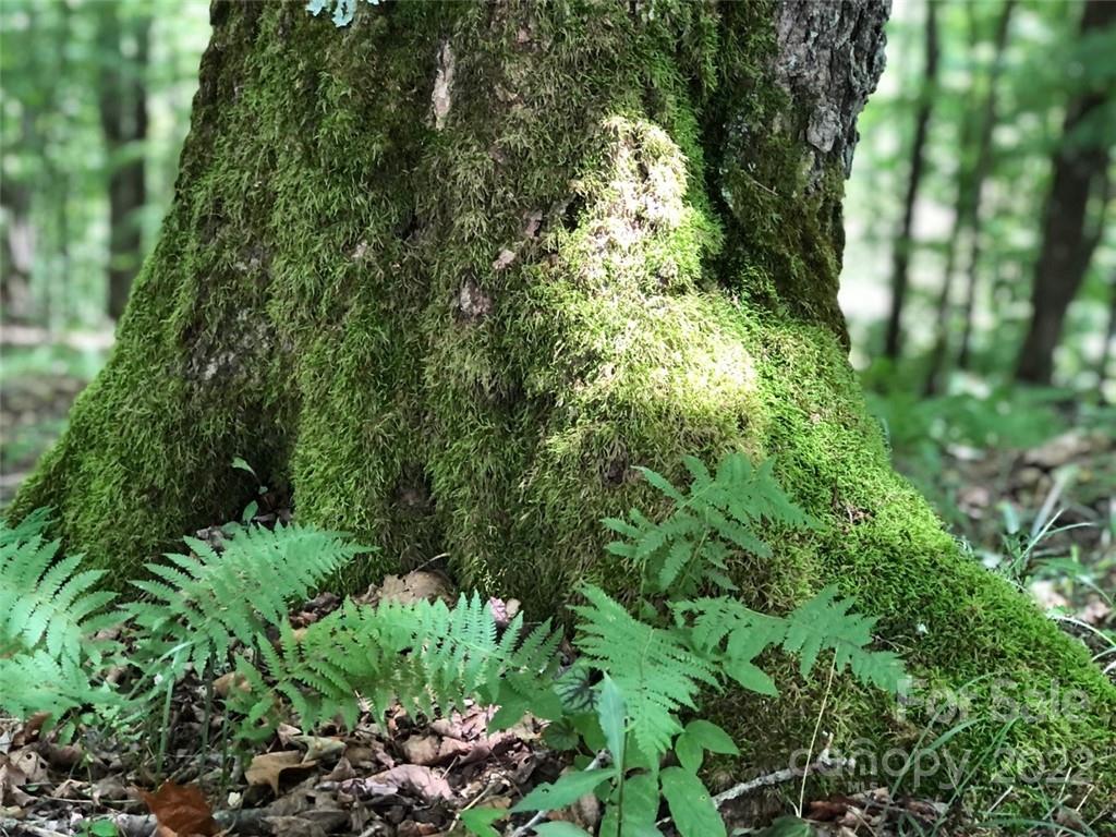 Wolf Laurel Heights - Land