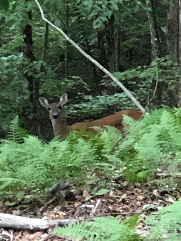 Wolf Laurel Heights - Land