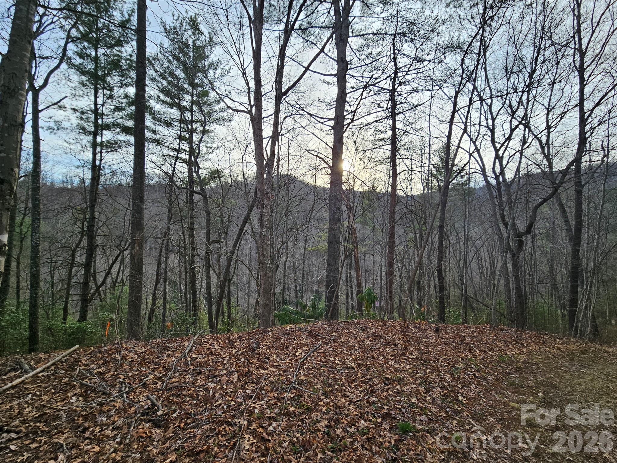 00 Wispy Willow Drive 22T