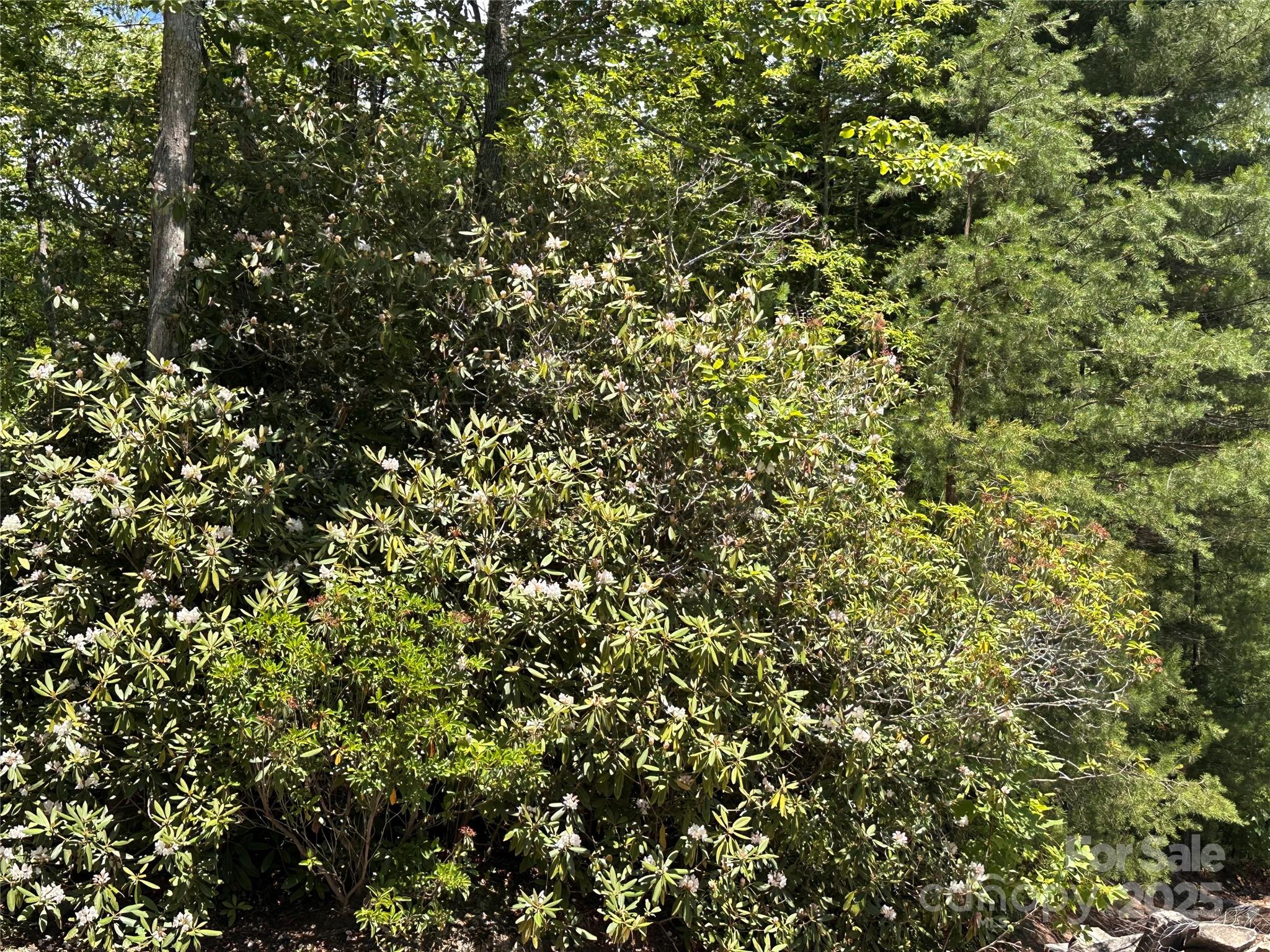 Pinnacle Falls - Land