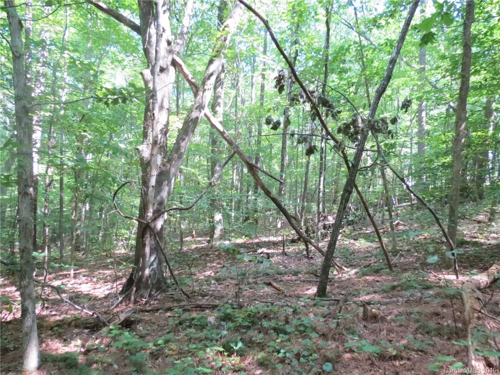 kings Forest - Land