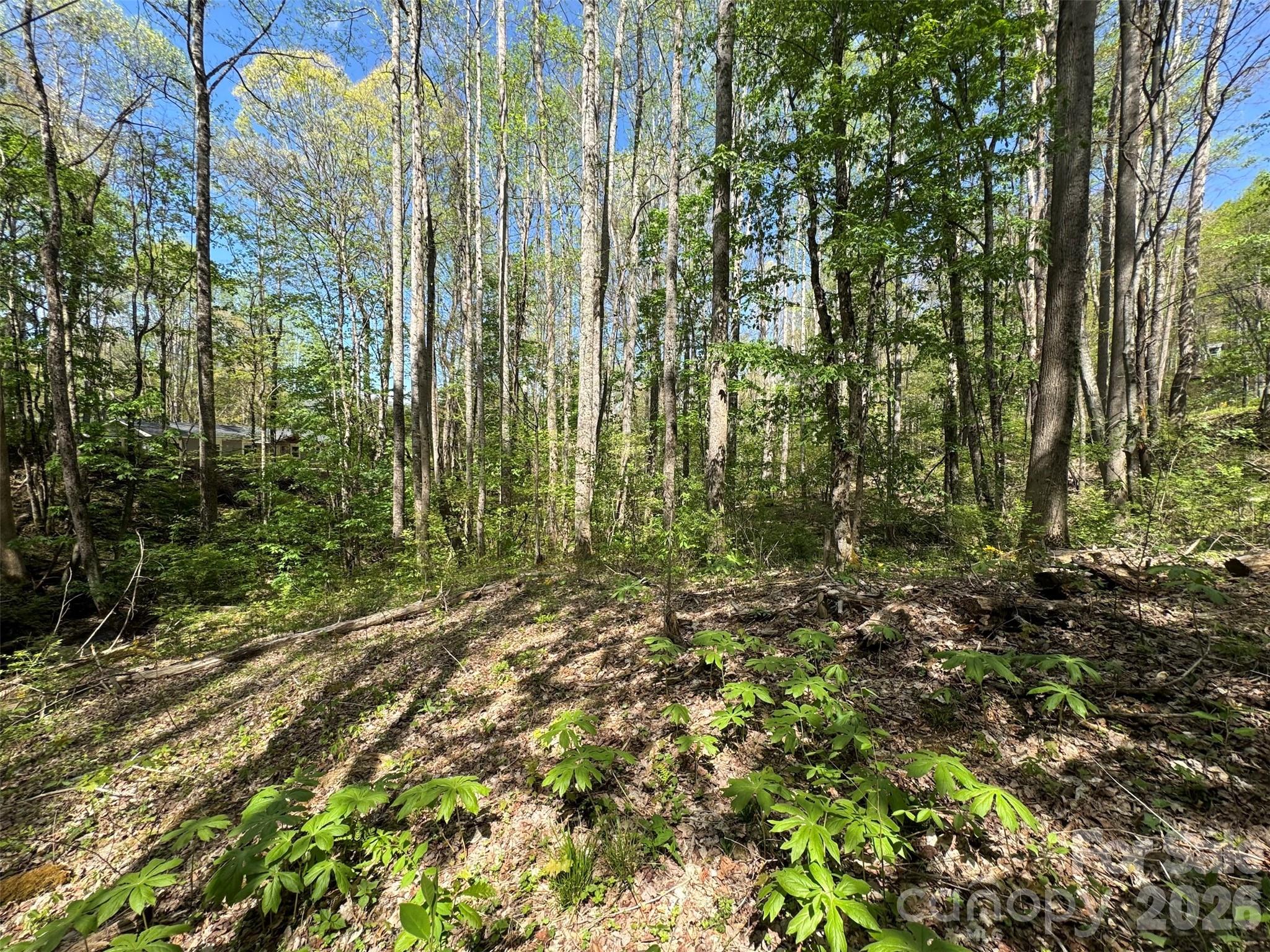 Chestnut Walk - Land