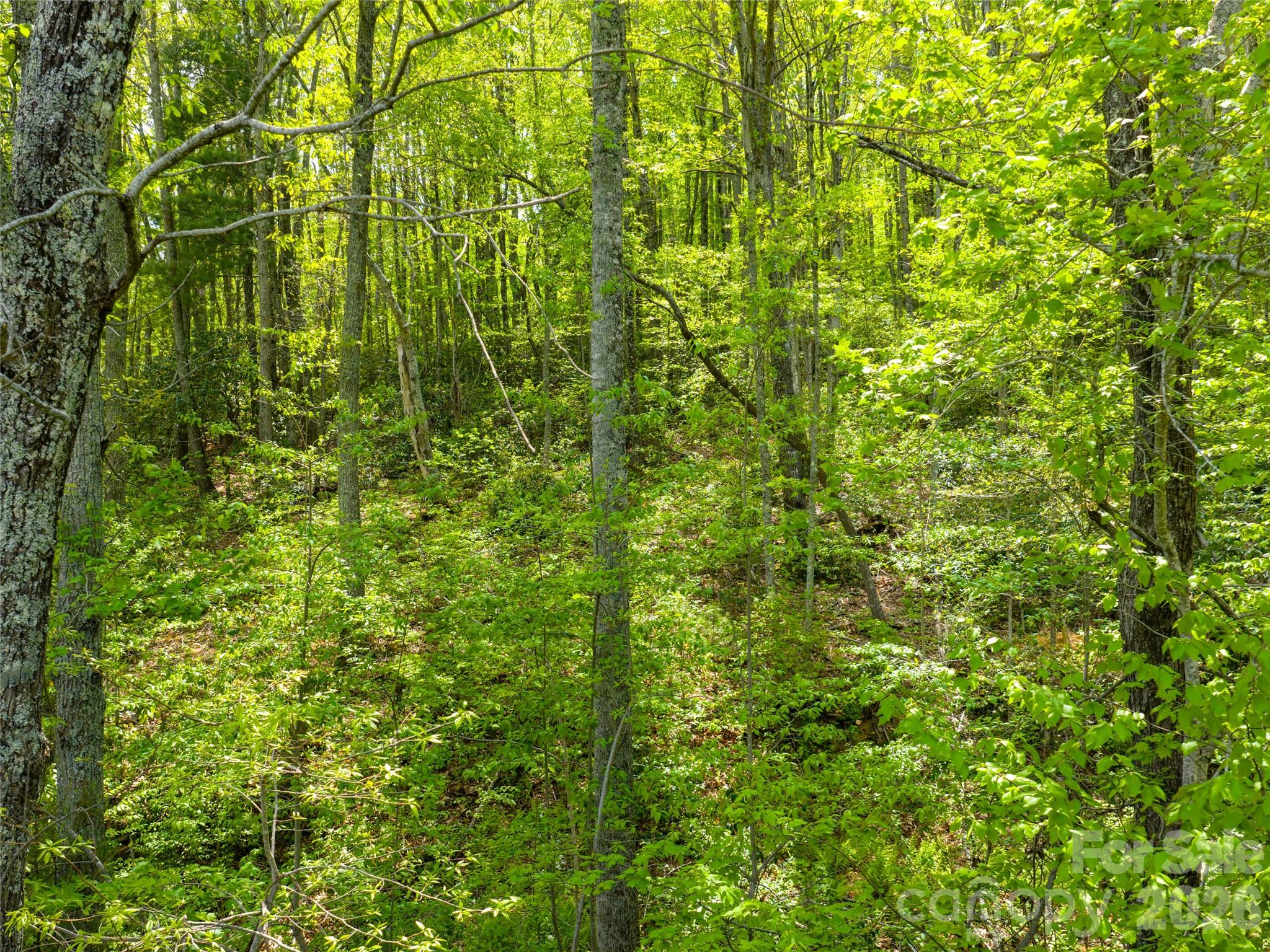 Poplar Ridge - Land