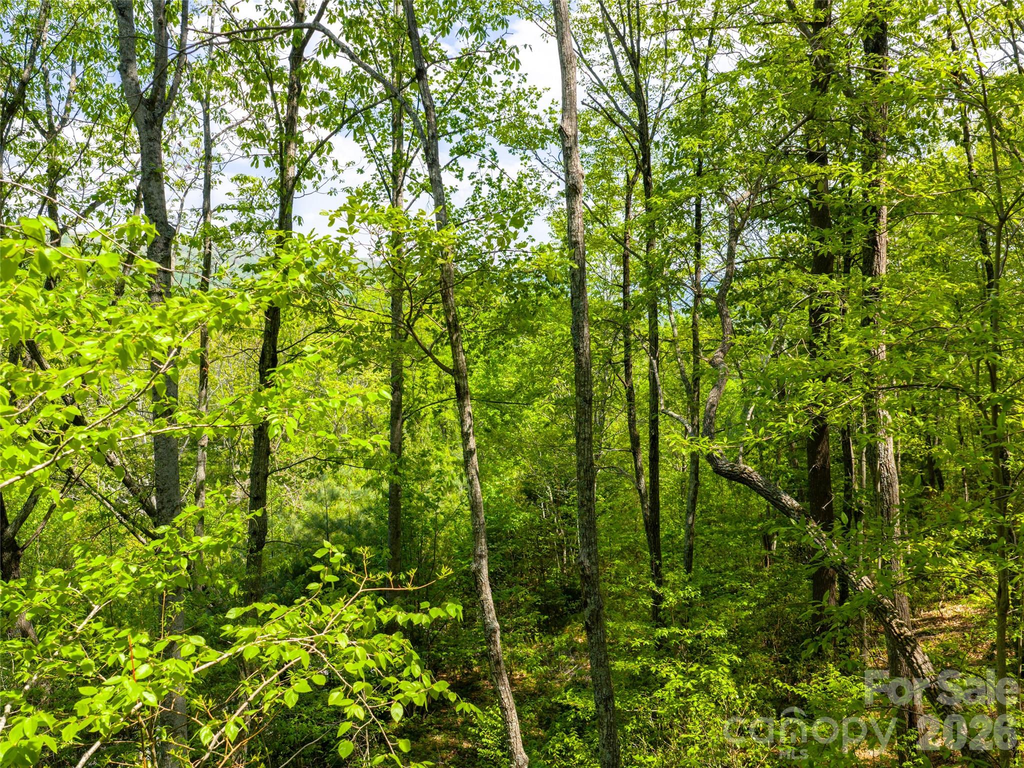 Poplar Ridge - Land
