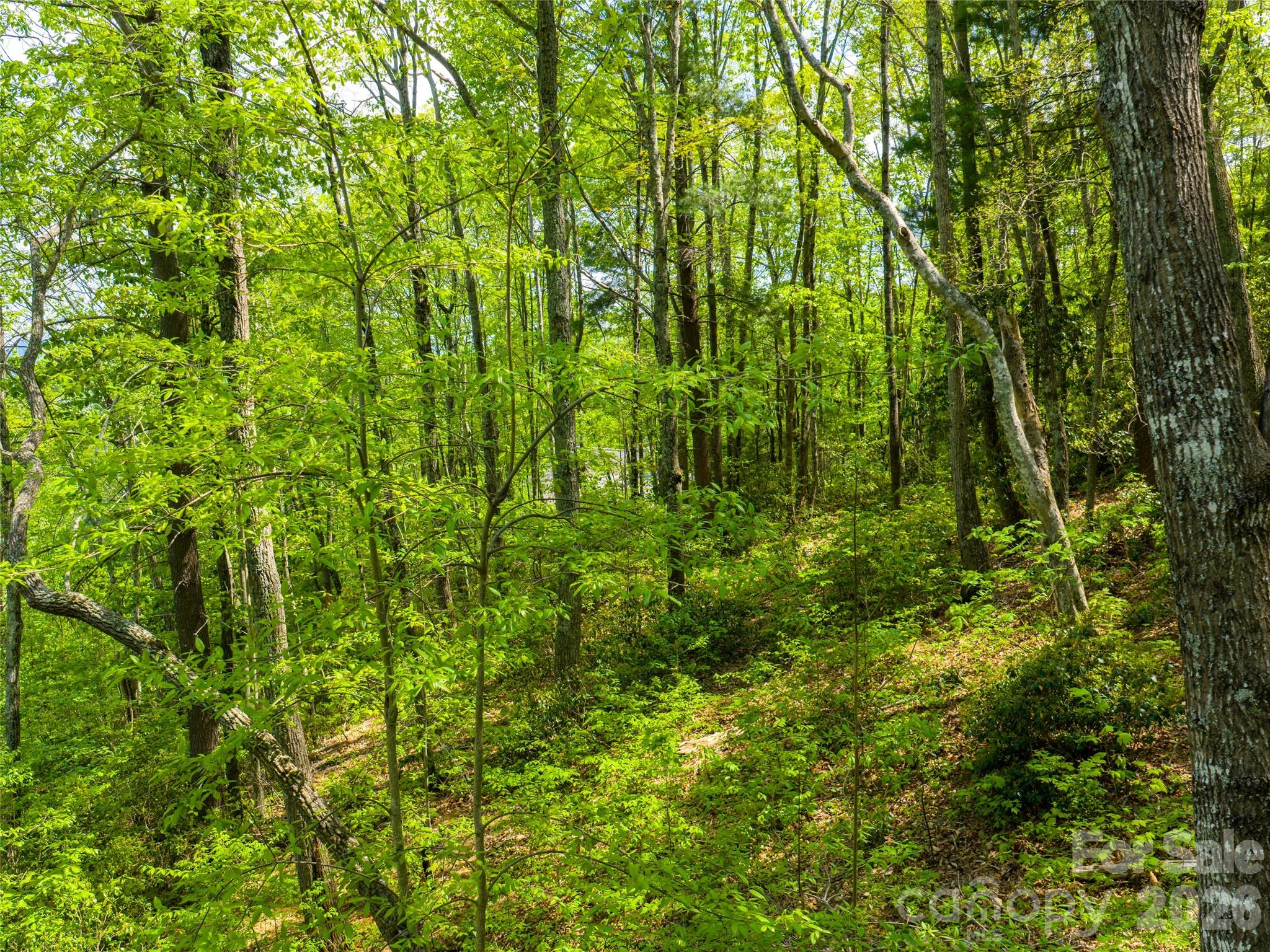 Poplar Ridge - Land