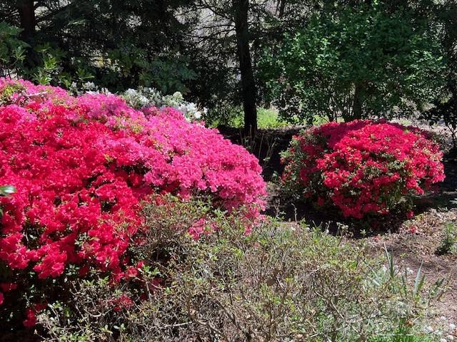 Kenmure - Residential