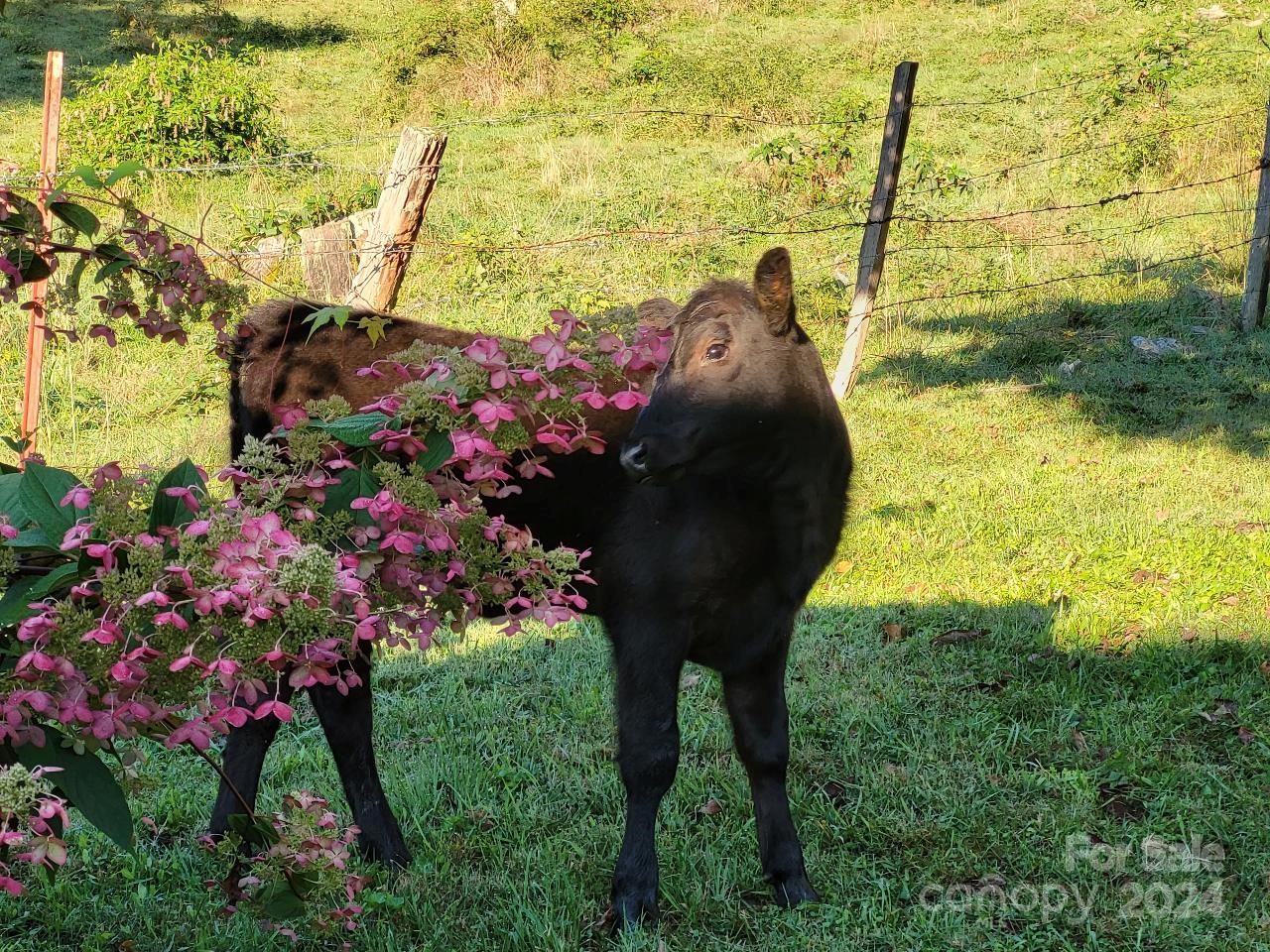 Stoney Ridge - Residential