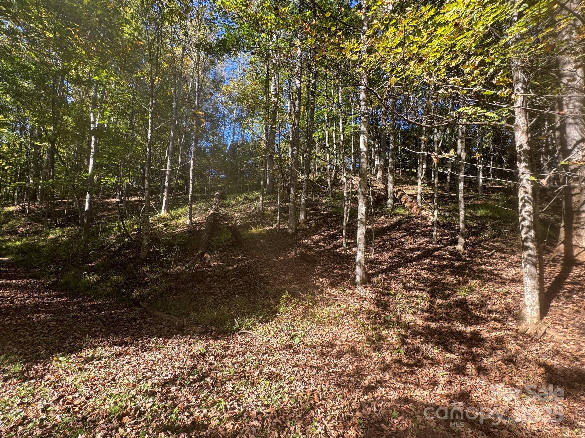 Trillium Glen - Land