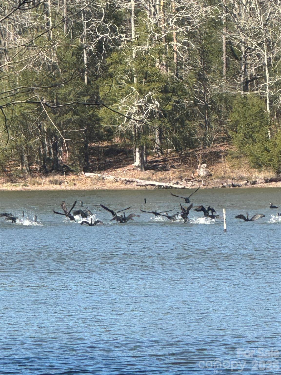 Serenity Shores - Land