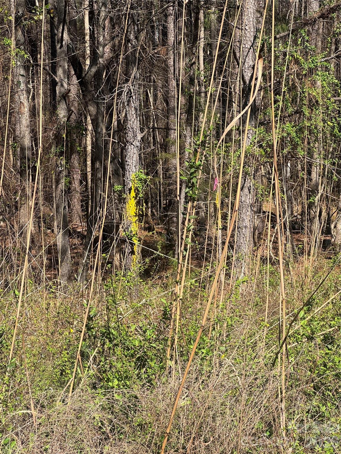 Serenity Shores - Land