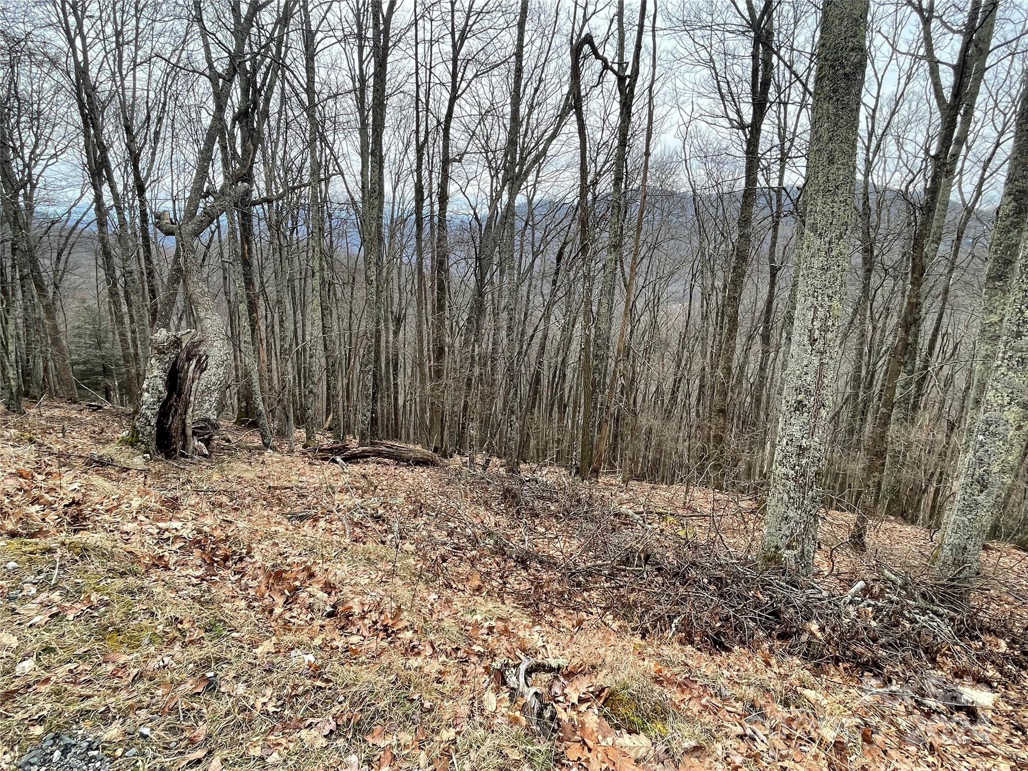 Wolf Laurel - Land