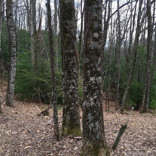 Blue Ridge Forest - Land