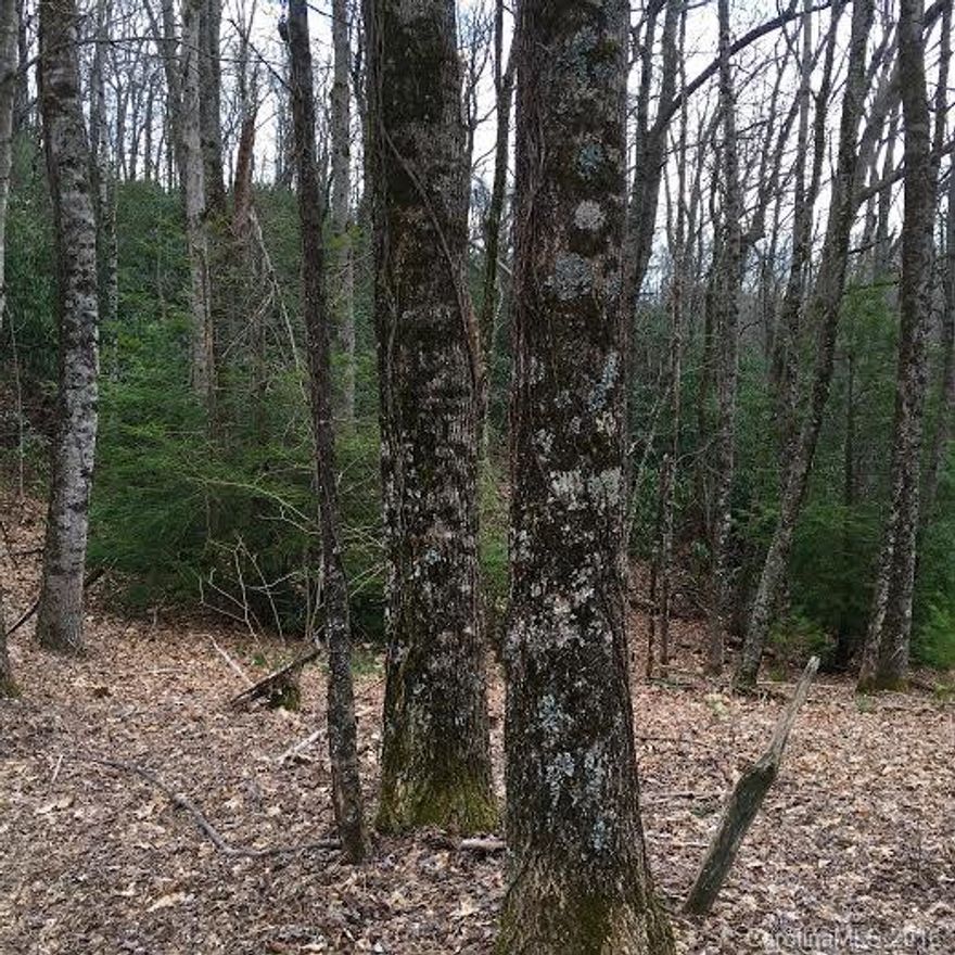 Owner says SELL! Priced $9,500 below tax value.  This wooded lot goes back about 200' to a nice, private level to rolling building site. Perfect for vacation cabin or Tiny Home and only 15 min. to Asheville. Amish grocery 5 min. away, Fairview Food Lion, local restaurants and community swimming pool all just minutes away. Paved road access, no fees, this is a rare opportunity!