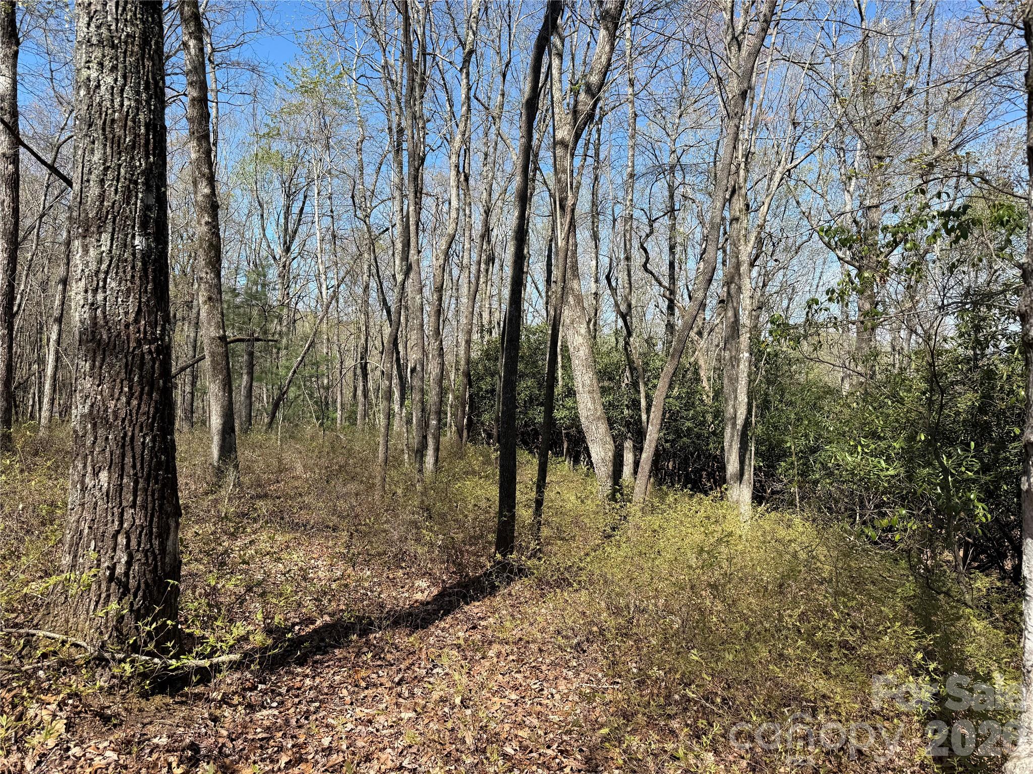 Sherwood Forest - Land