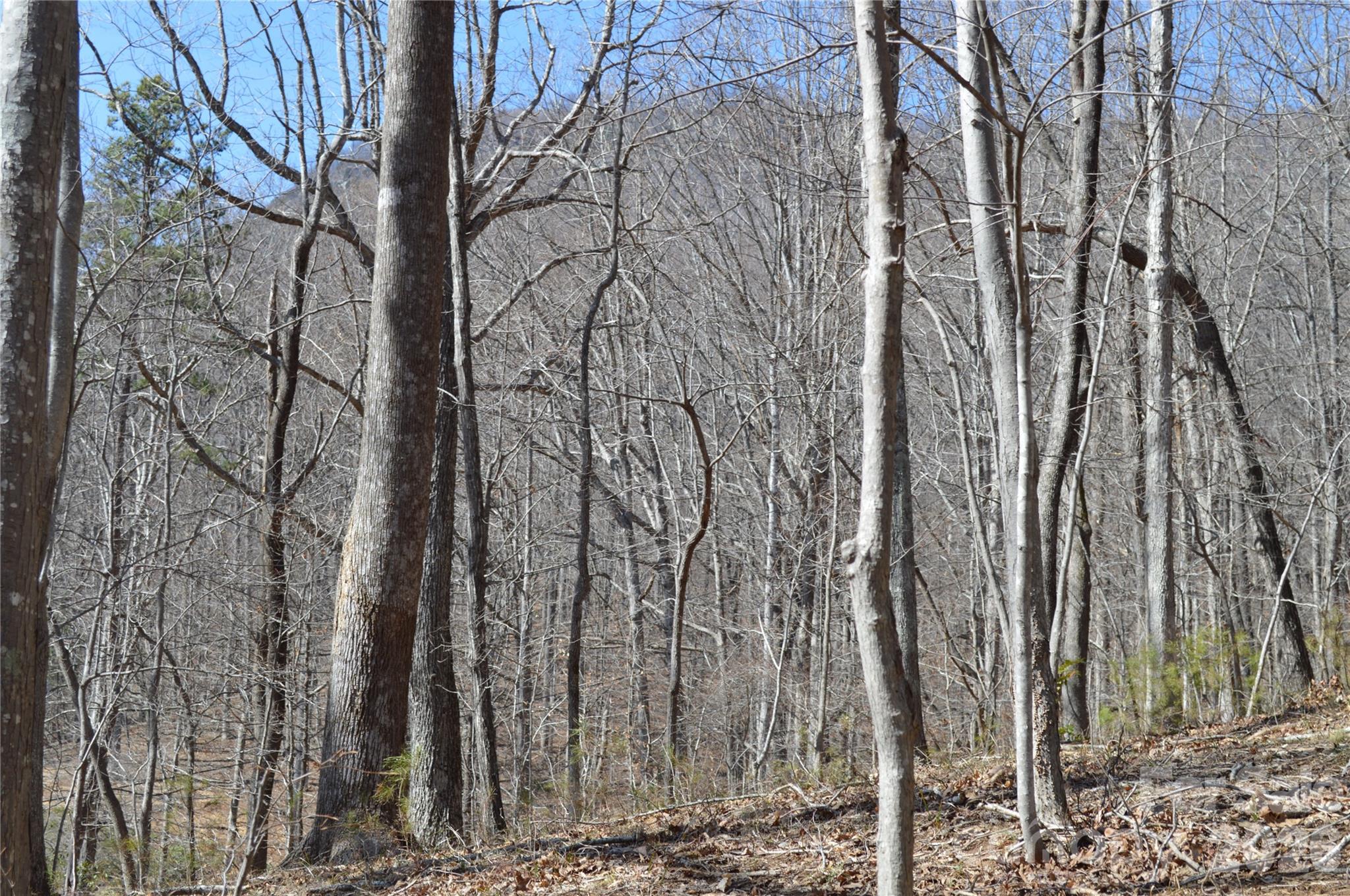 Mountain Shadows - Land