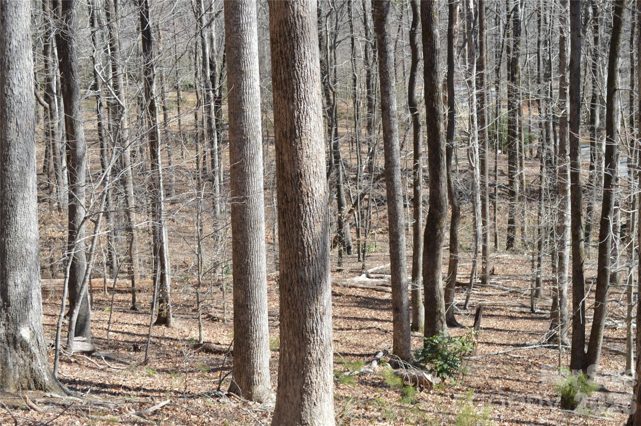 Mountain Shadows - Land