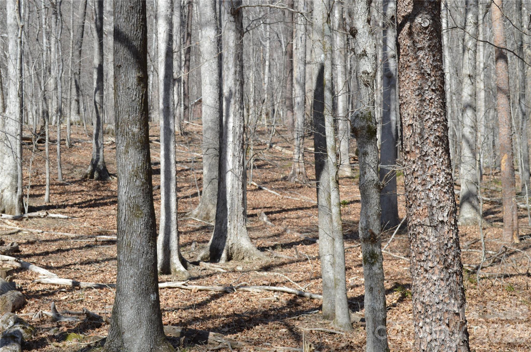Mountain Shadows - Land