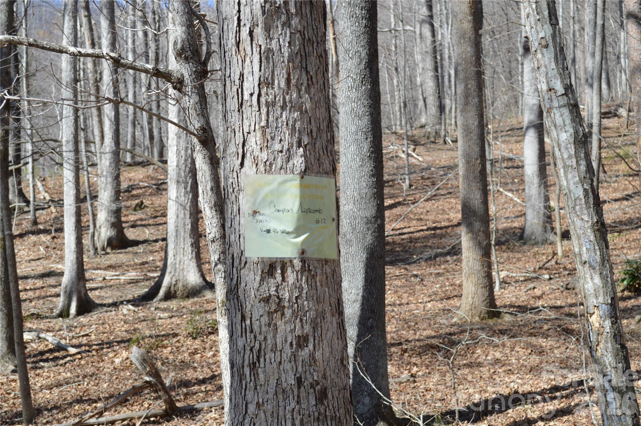 Mountain Shadows - Land