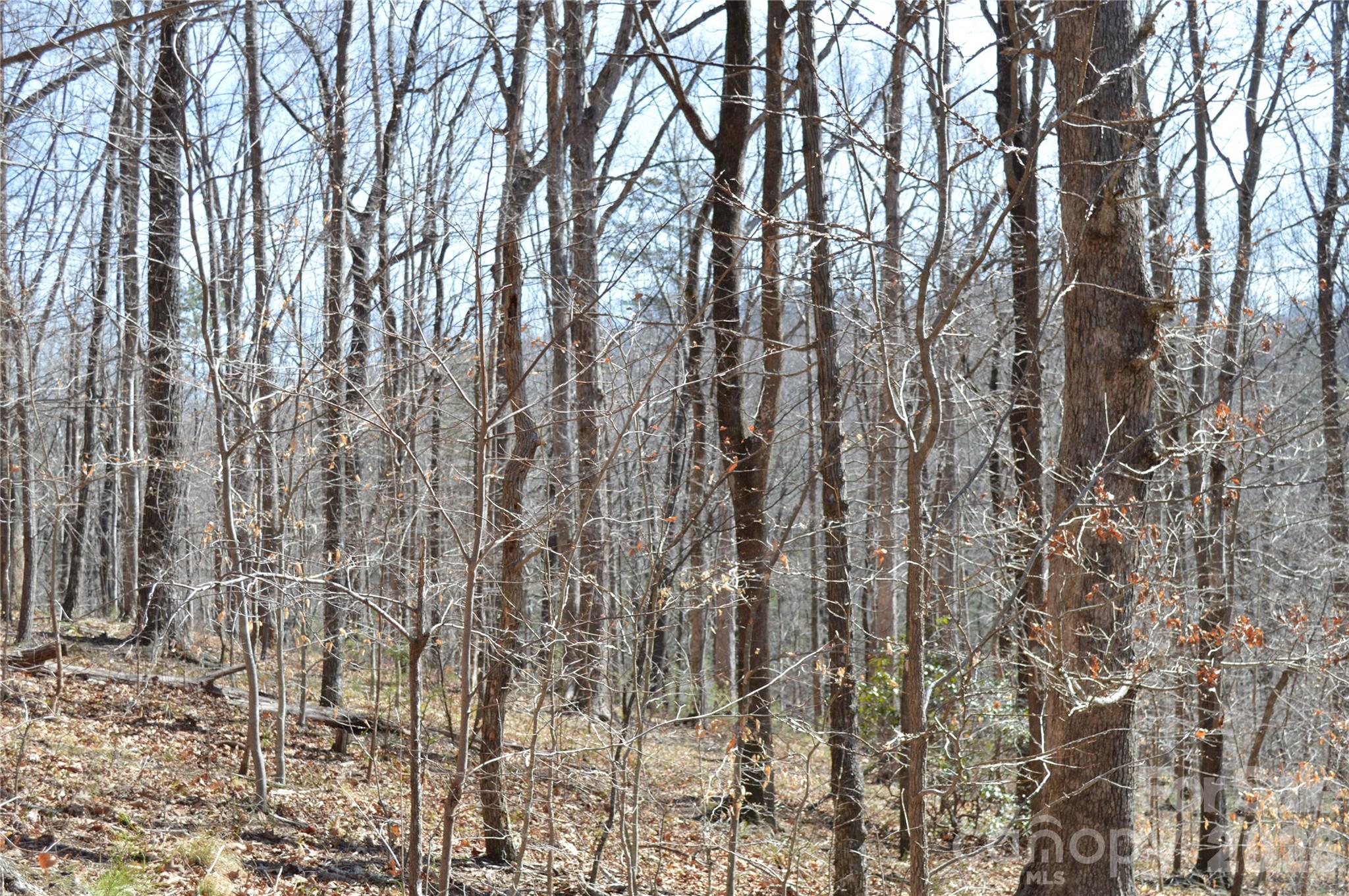 Mountain Shadows - Land