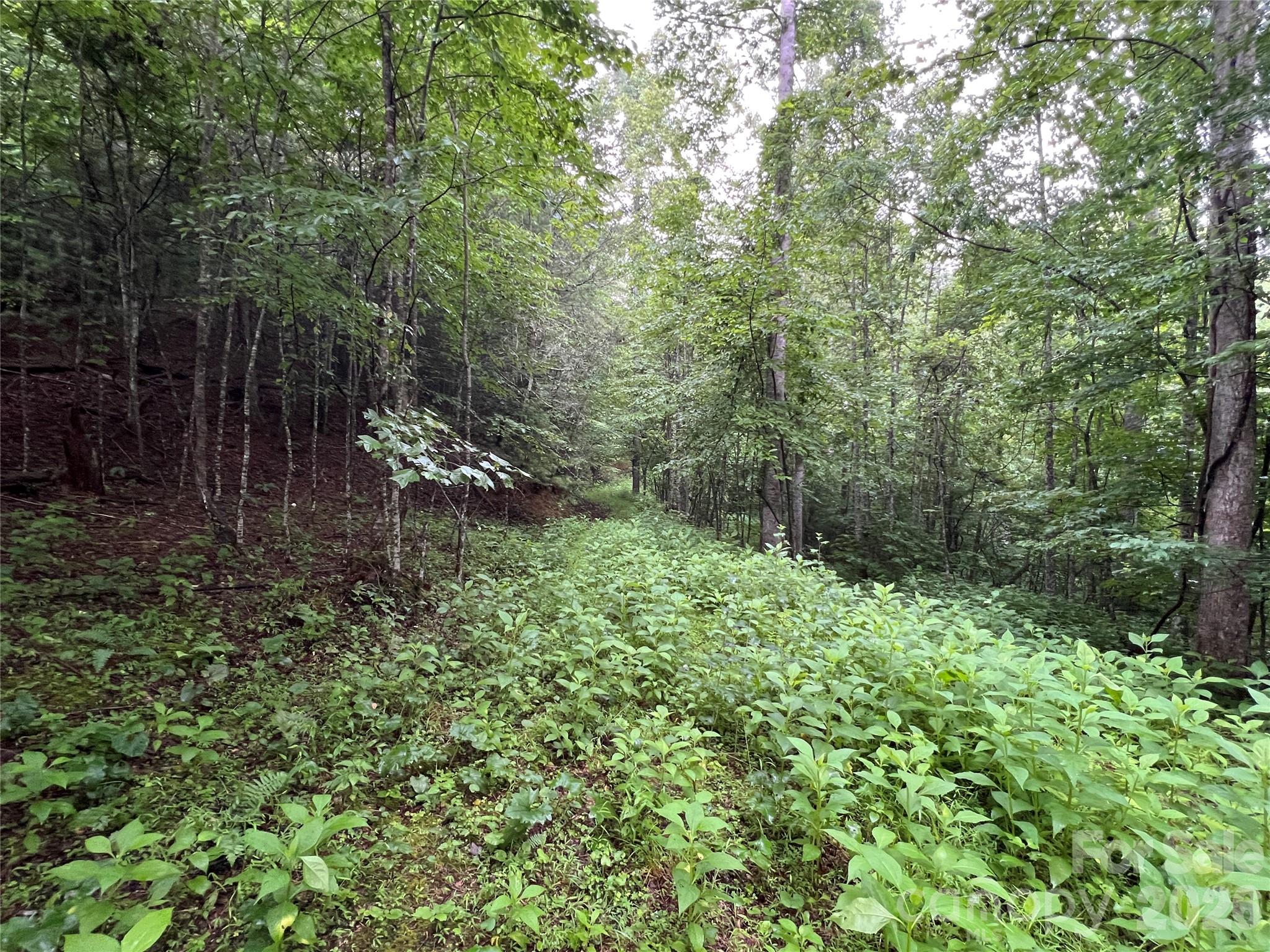 Buck Mountain - Land