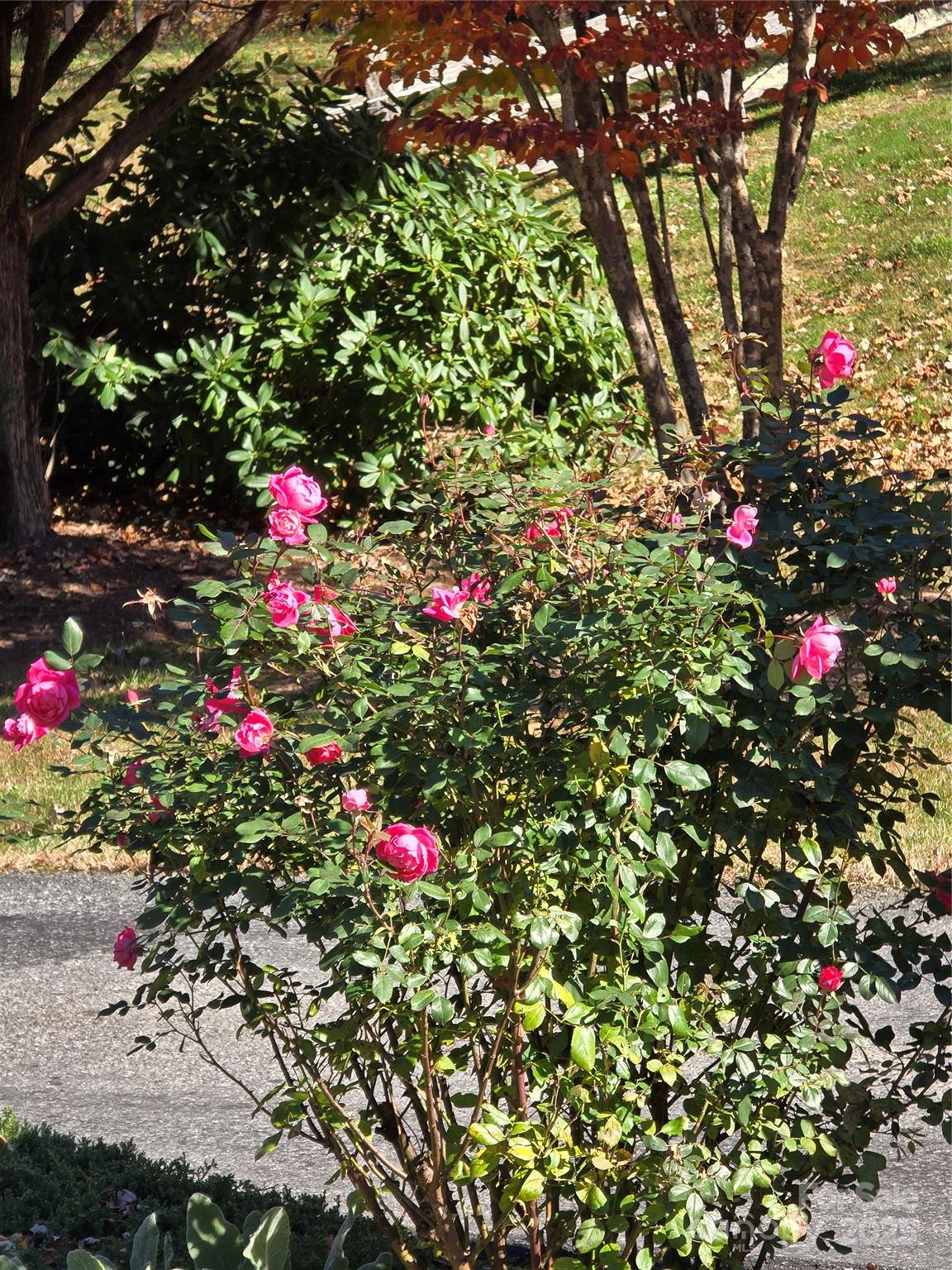 Catawba Falls Preserve - Land