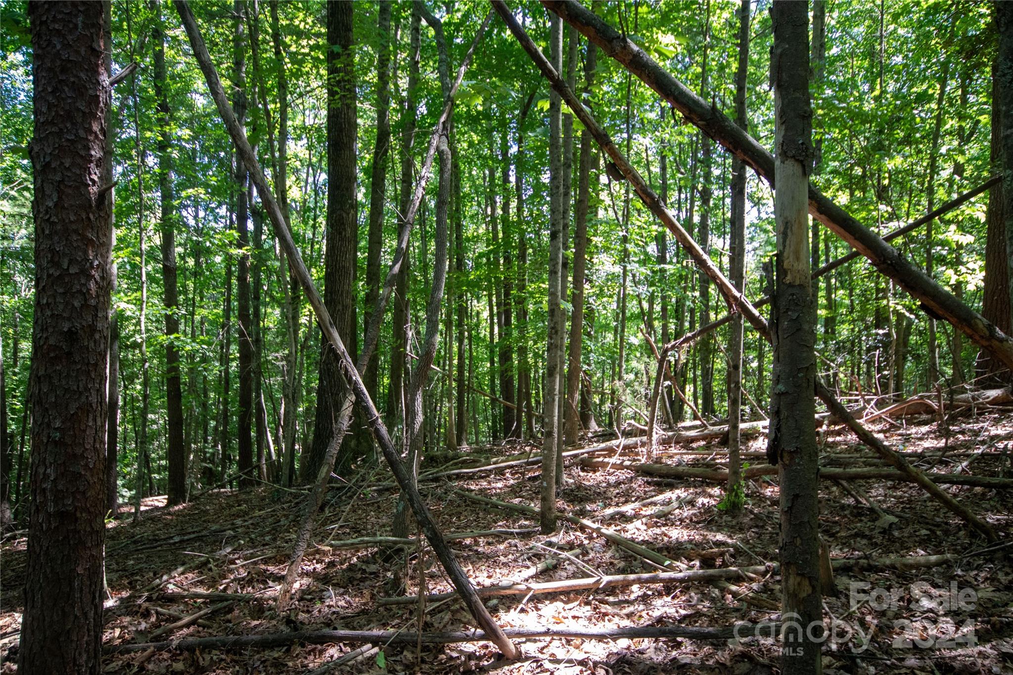 Bradford Forest - Land