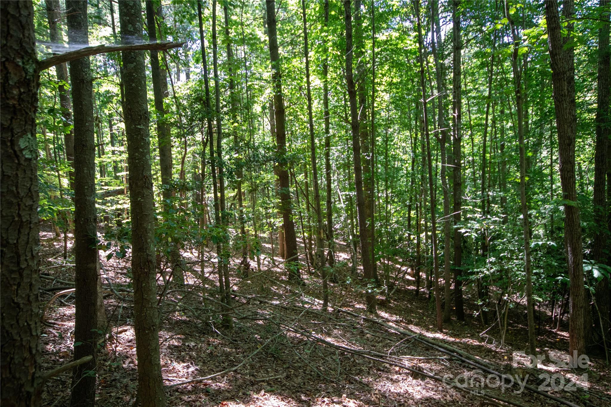 Bradford Forest - Land
