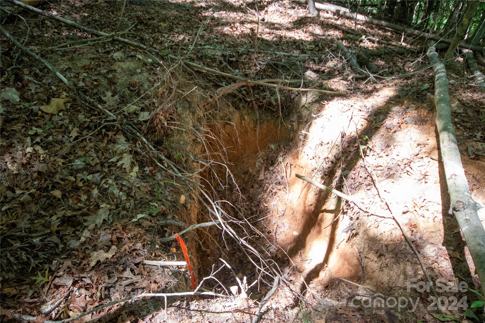 Bradford Forest - Land