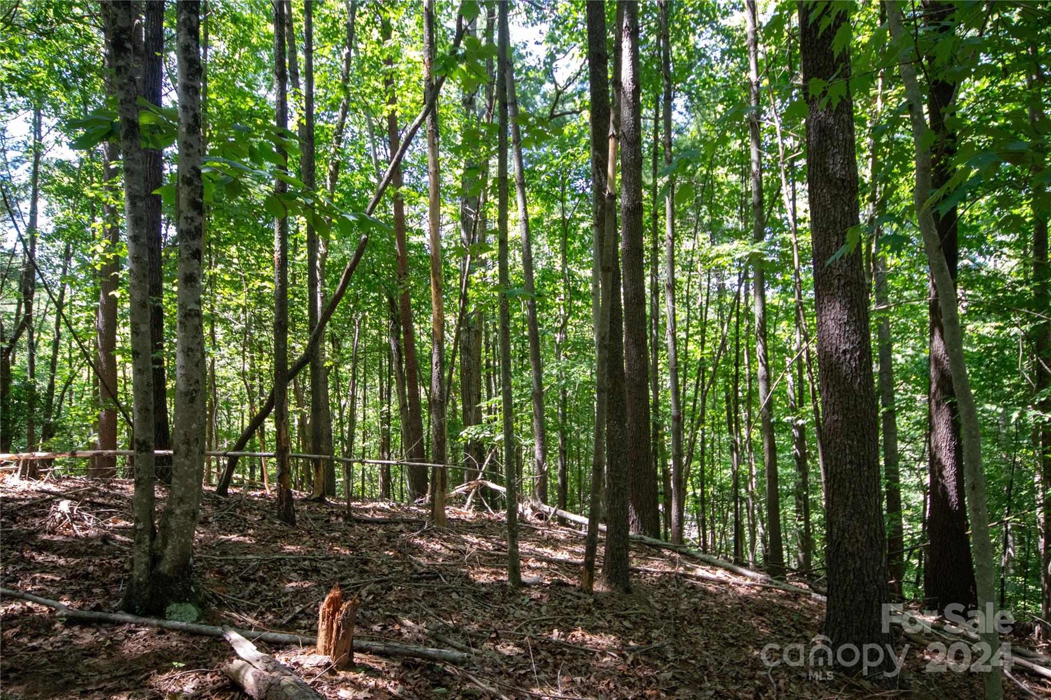 Bradford Forest - Land