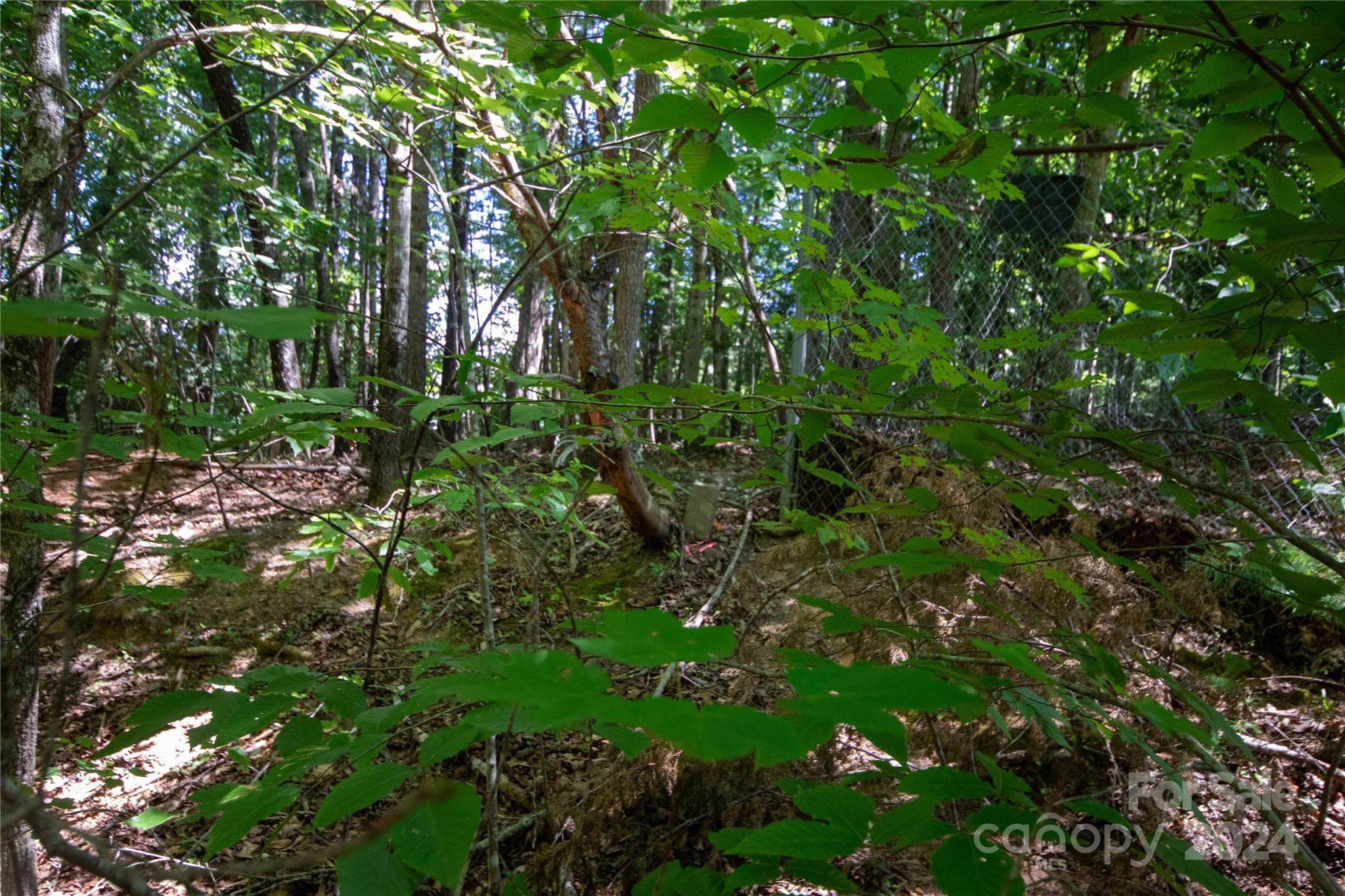 Bradford Forest - Land
