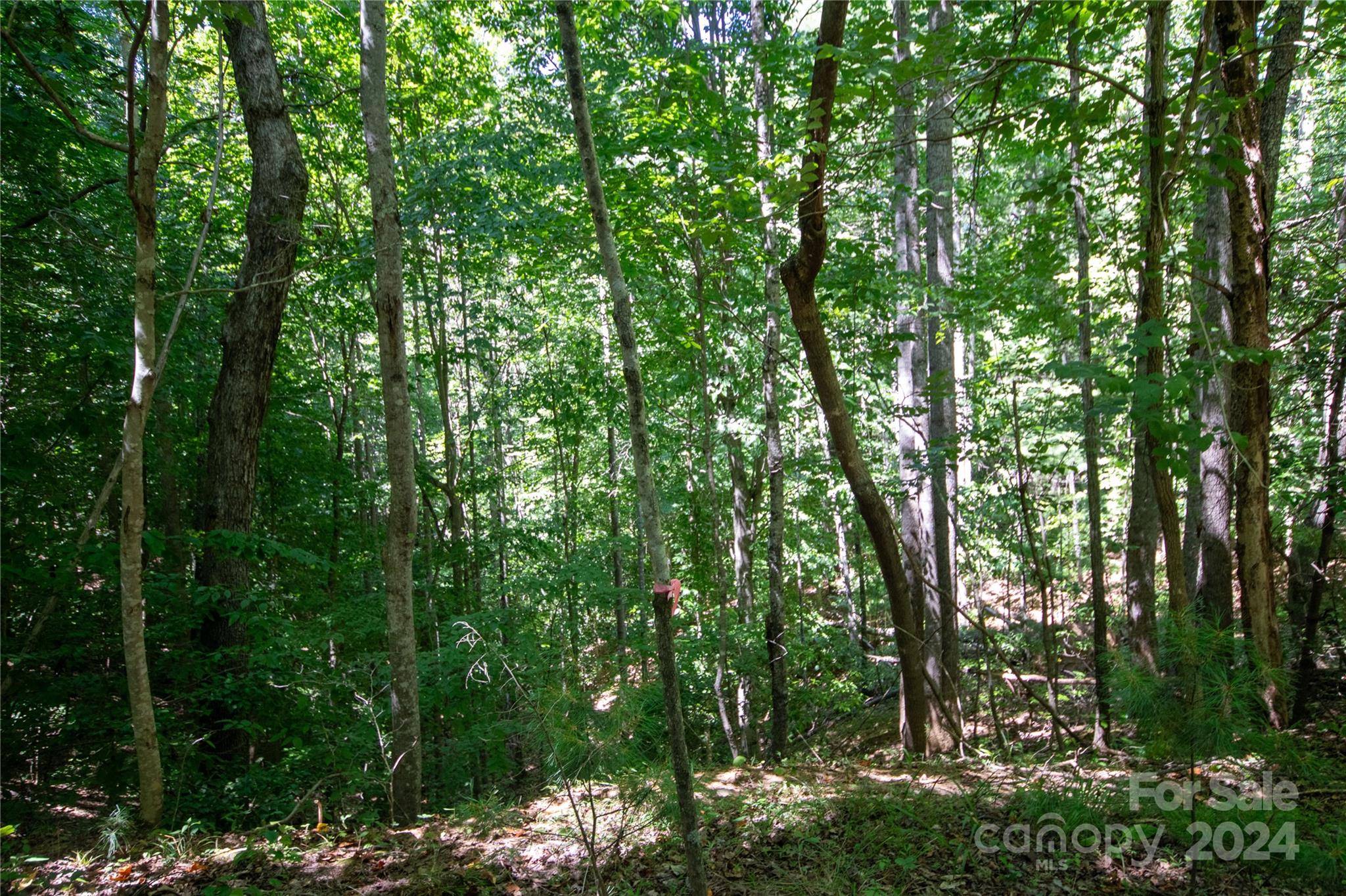 Bradford Forest - Land
