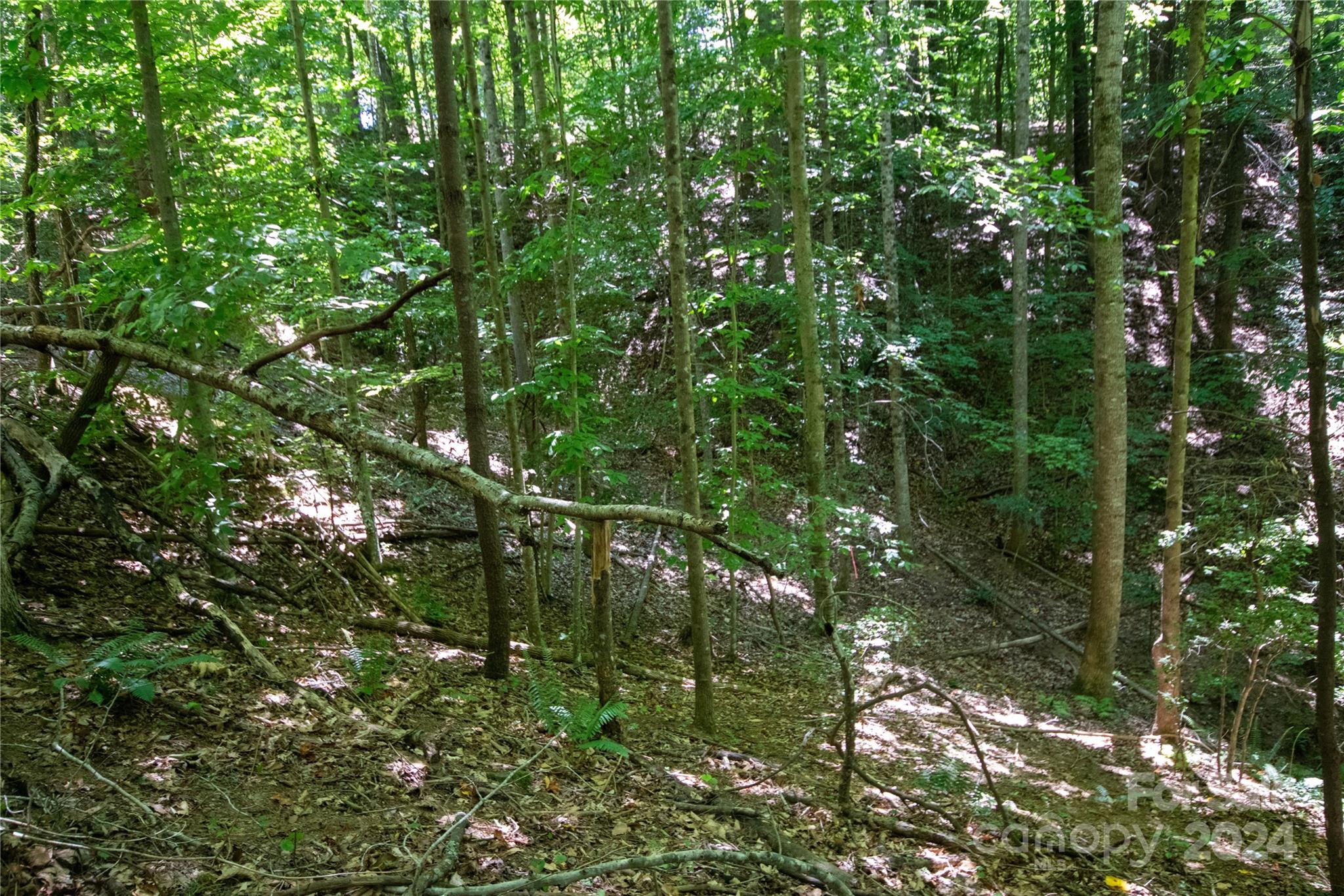 Bradford Forest - Land