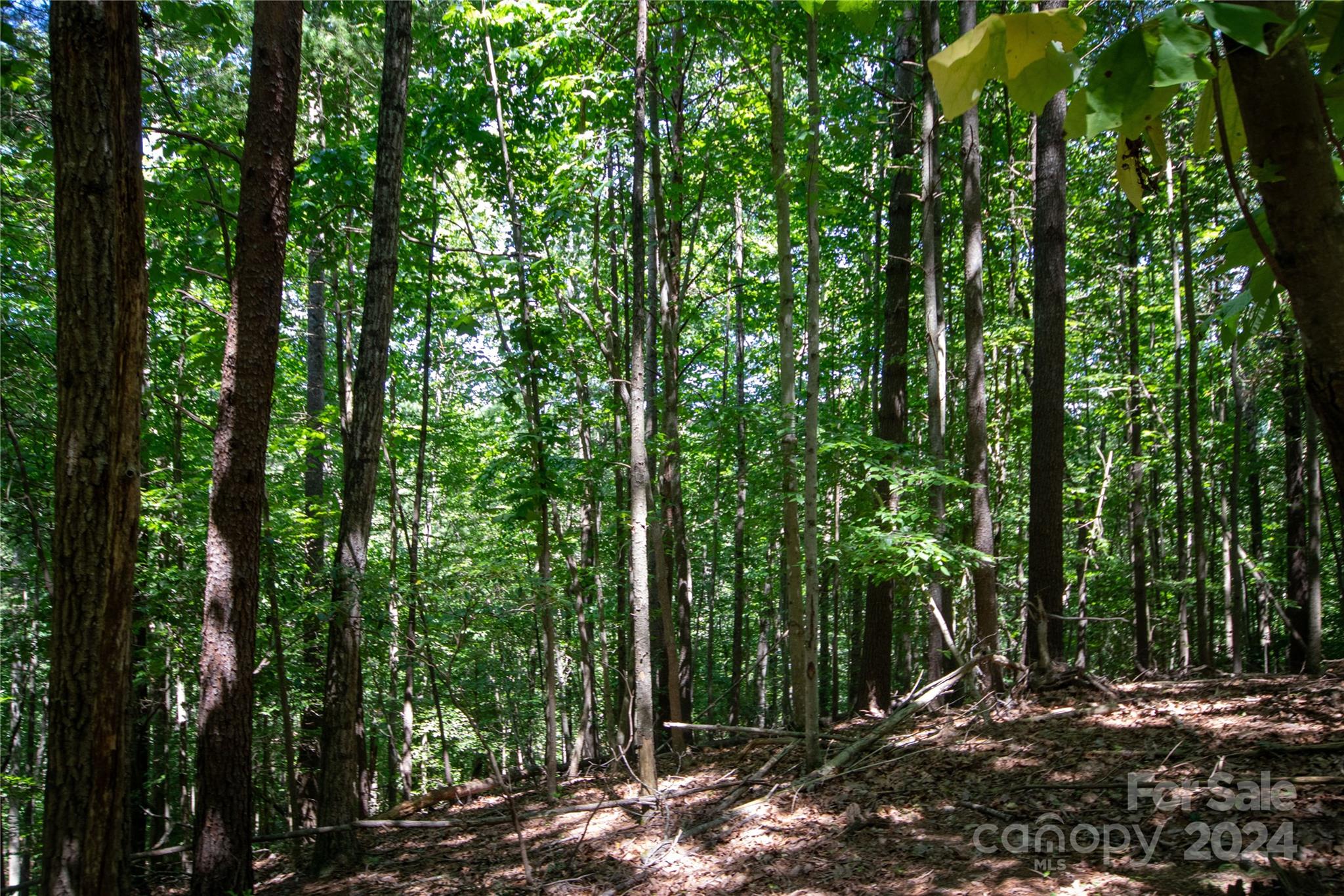 Bradford Forest - Land