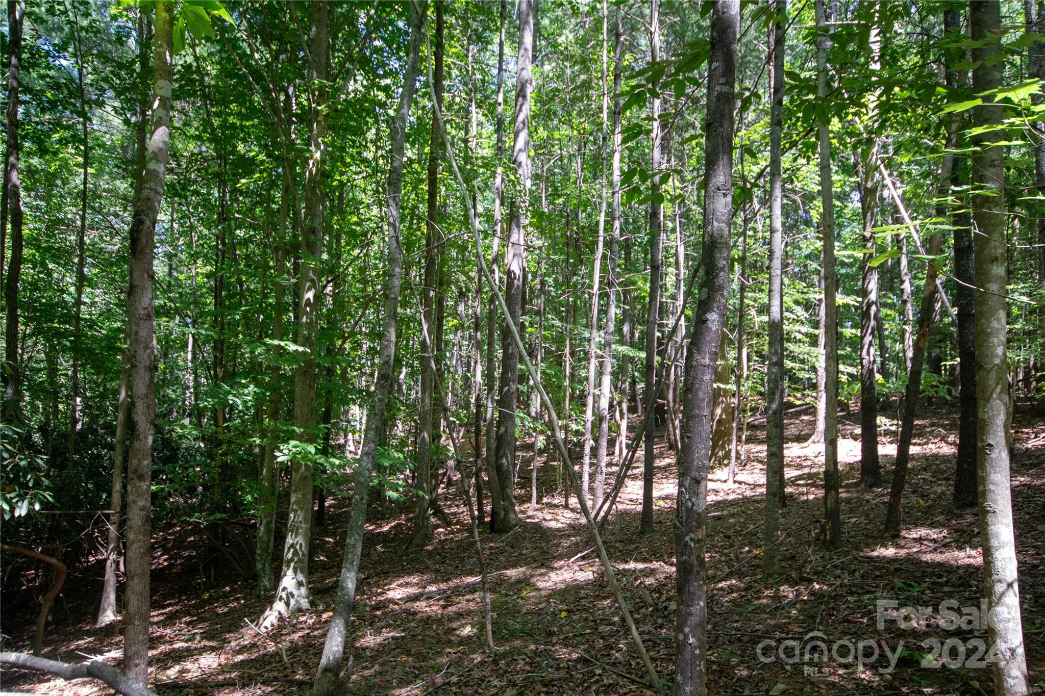 Bradford Forest - Land
