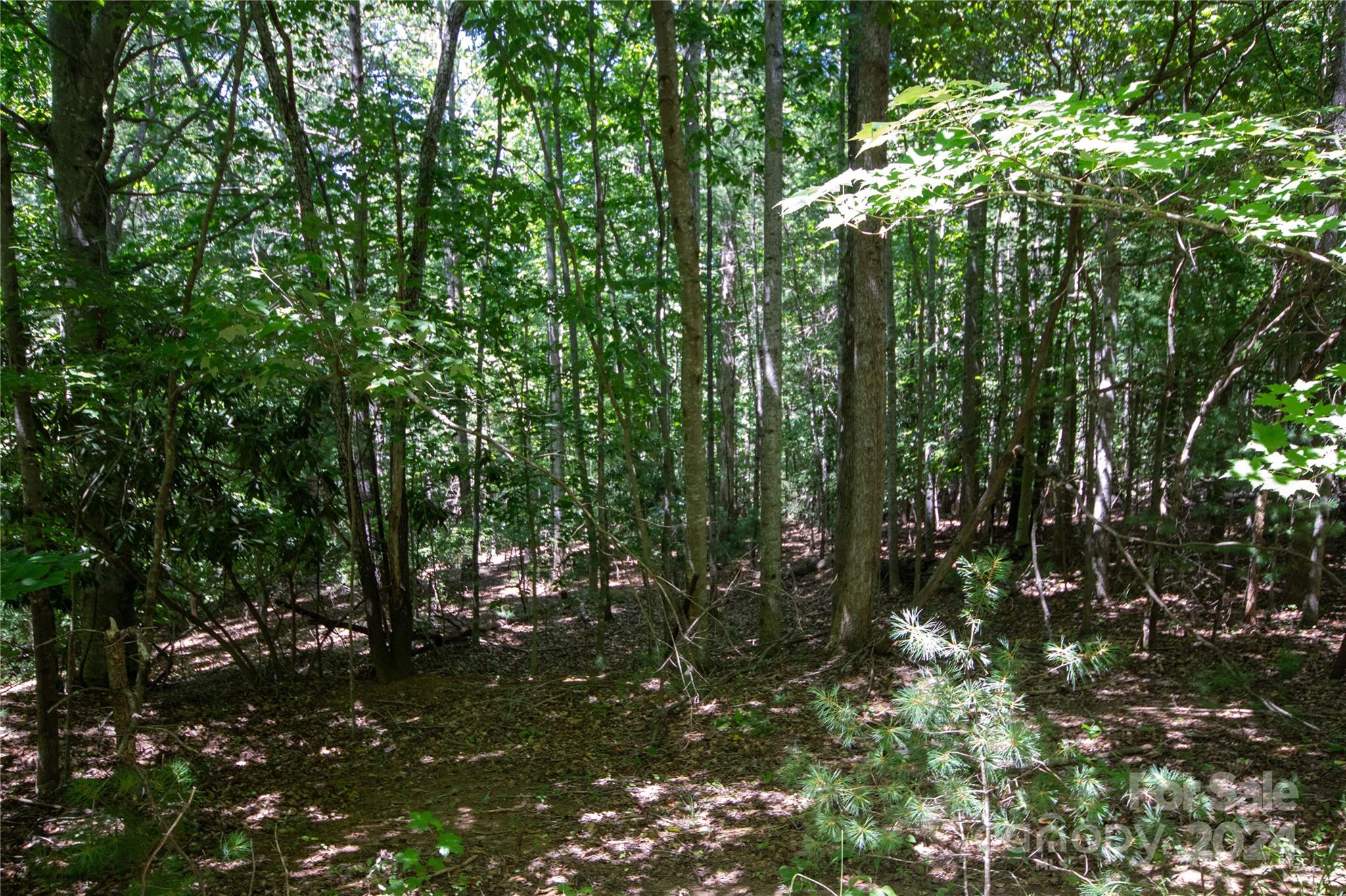 Bradford Forest - Land