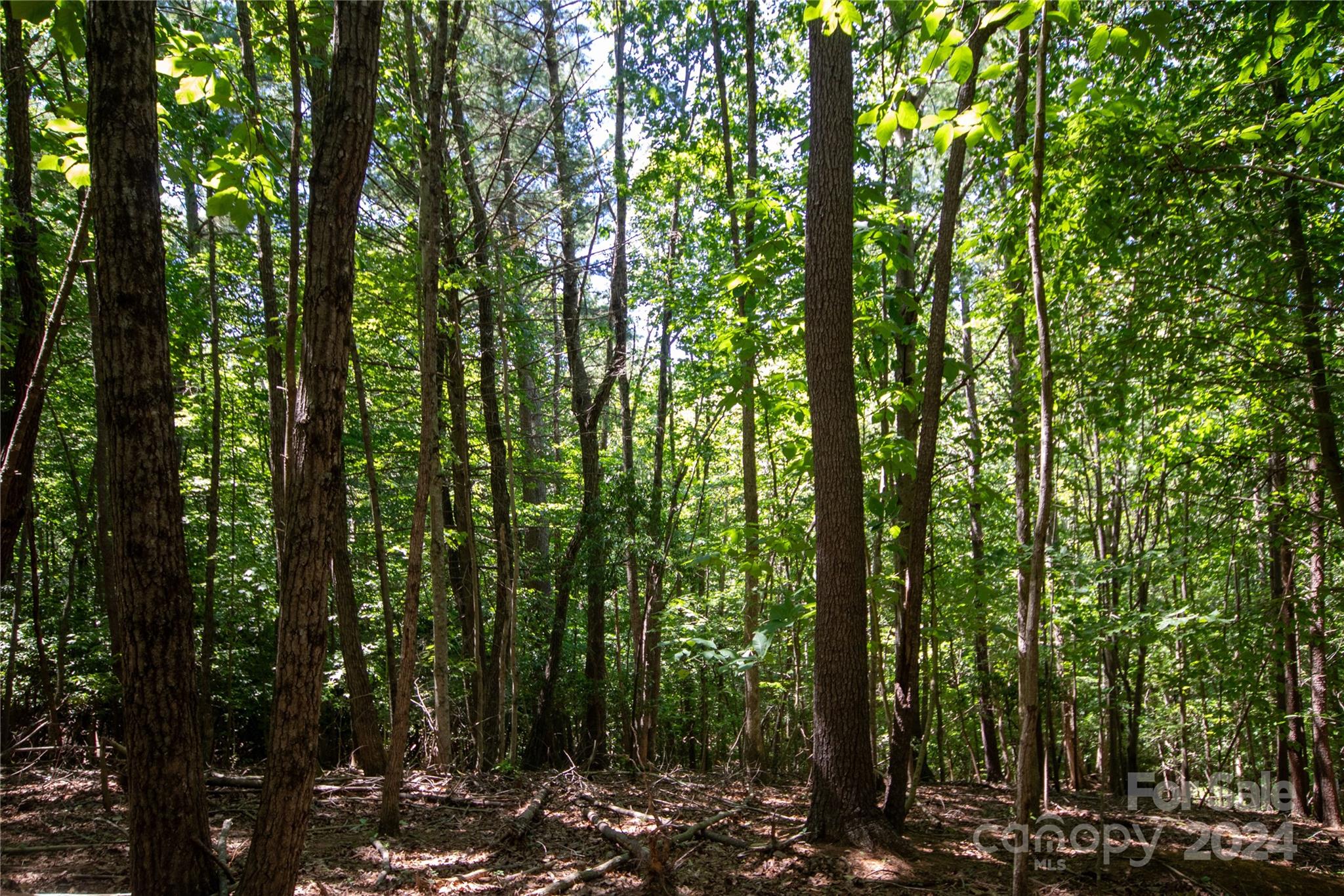 Bradford Forest - Land