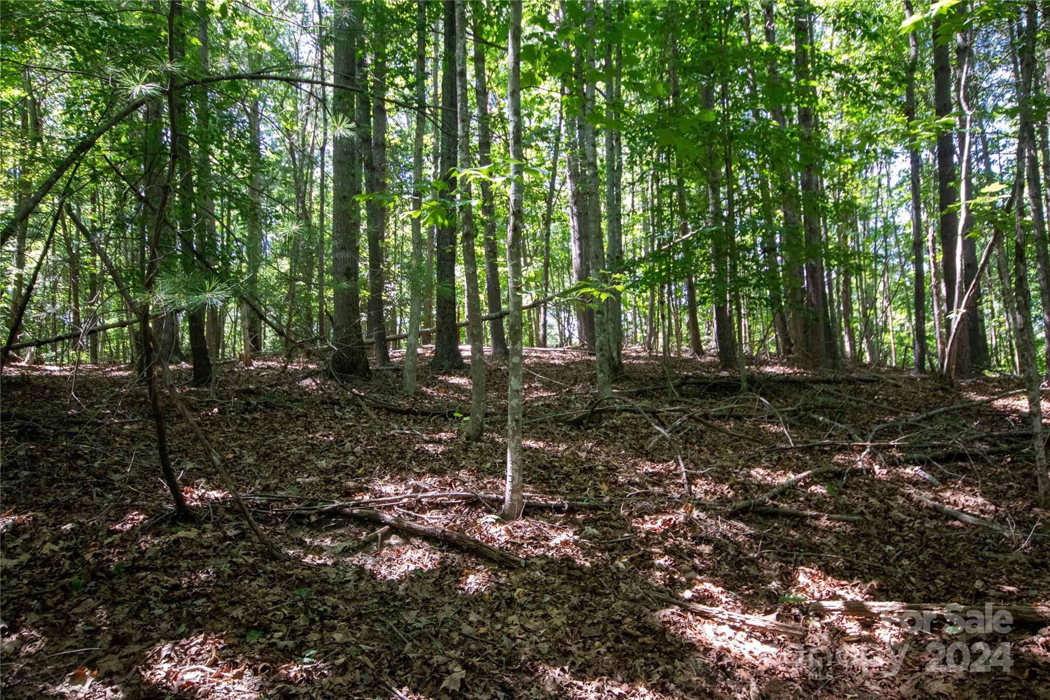 Bradford Forest - Land