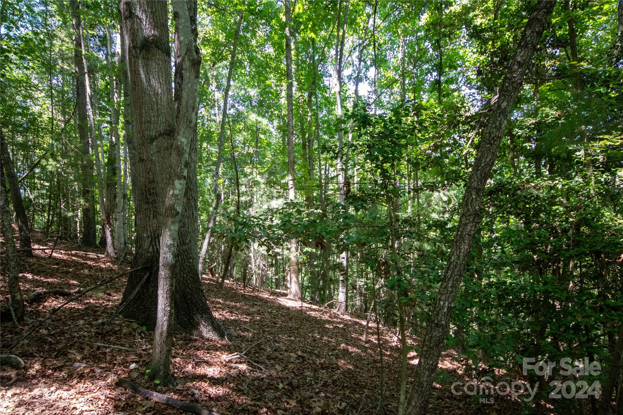 Bradford Forest - Land