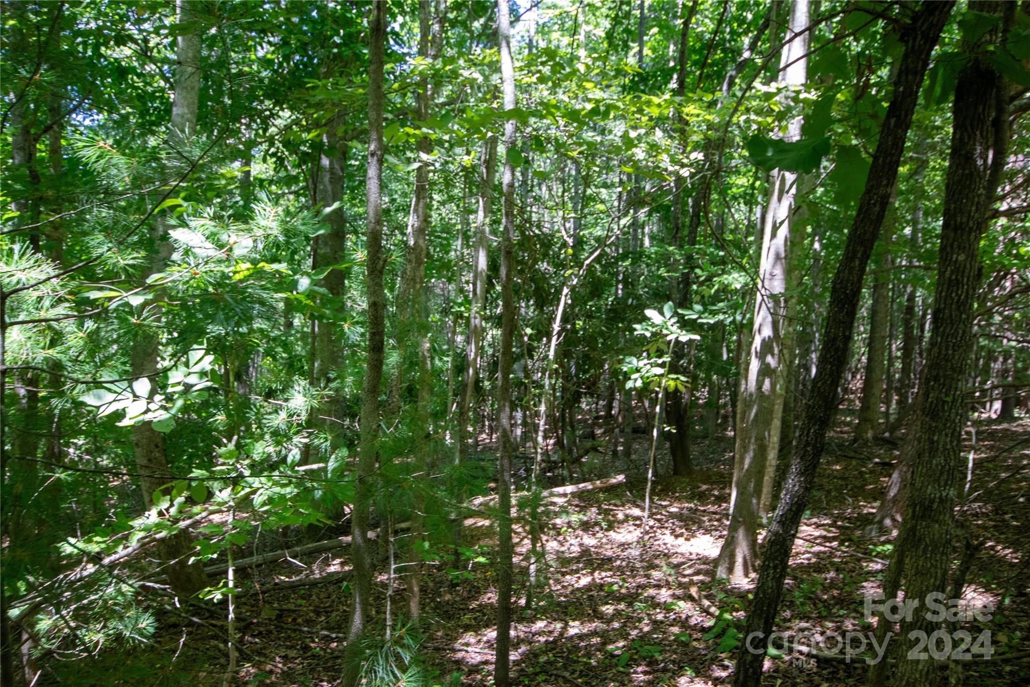 Bradford Forest - Land