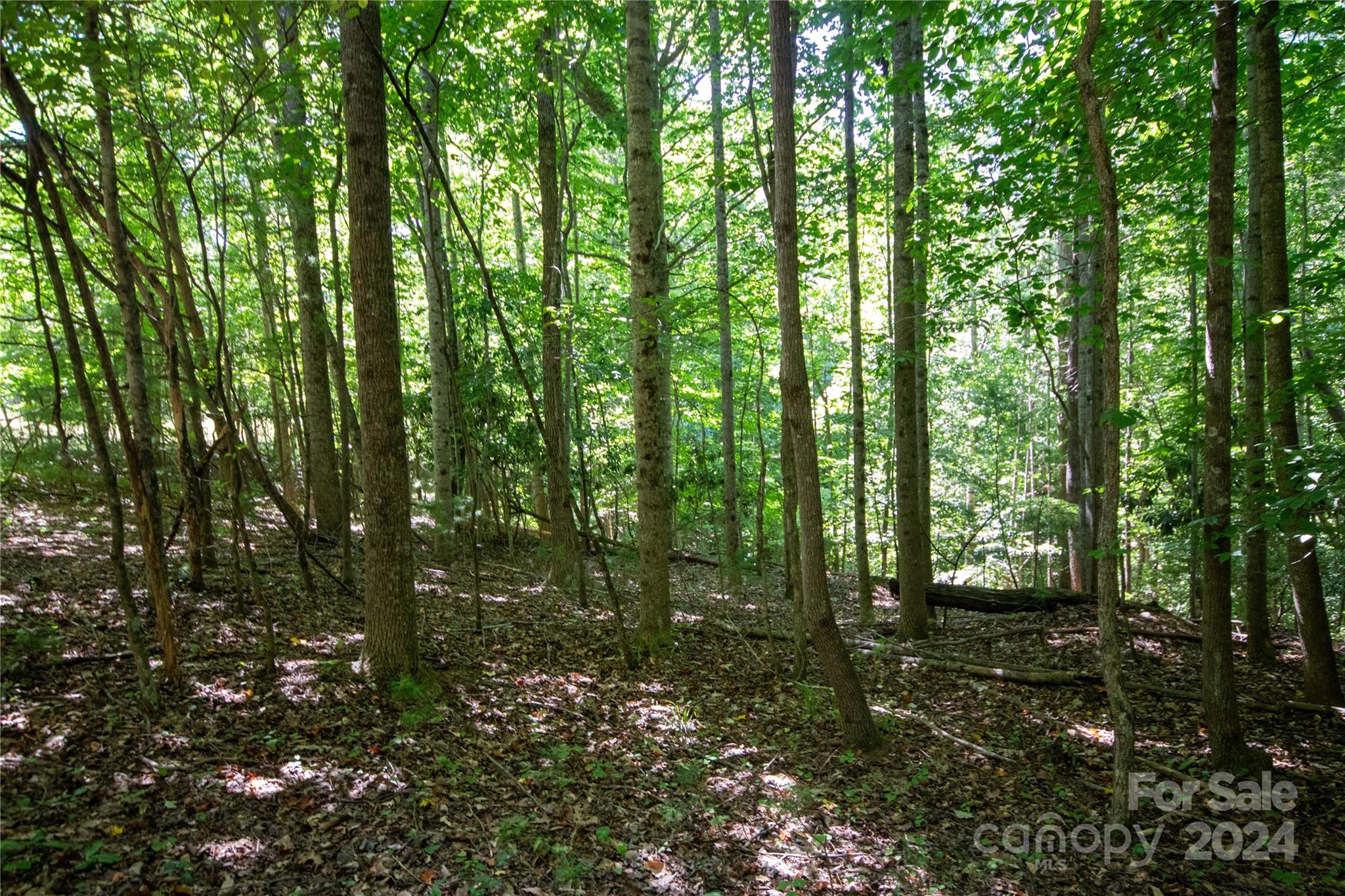 Bradford Forest - Land