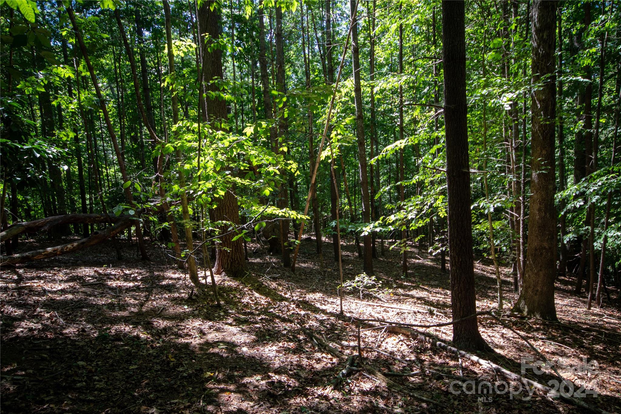 Bradford Forest - Land