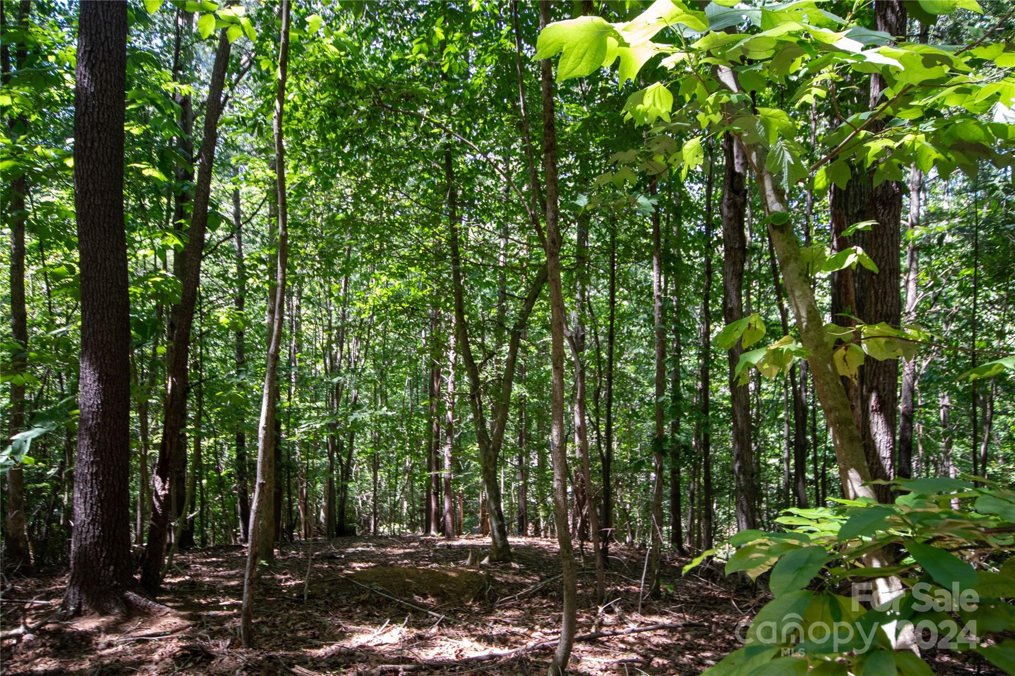 Bradford Forest - Land