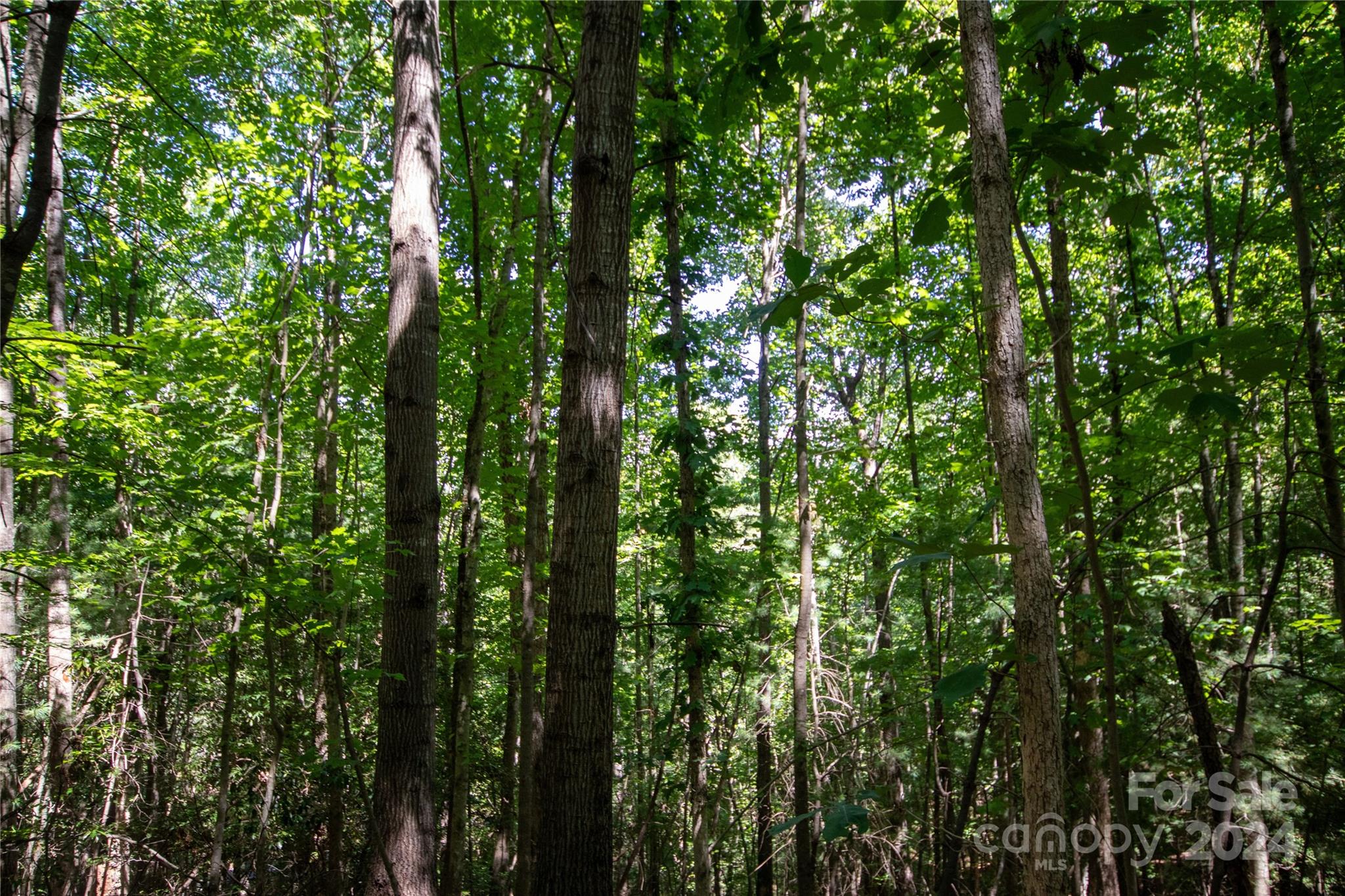 Bradford Forest - Land