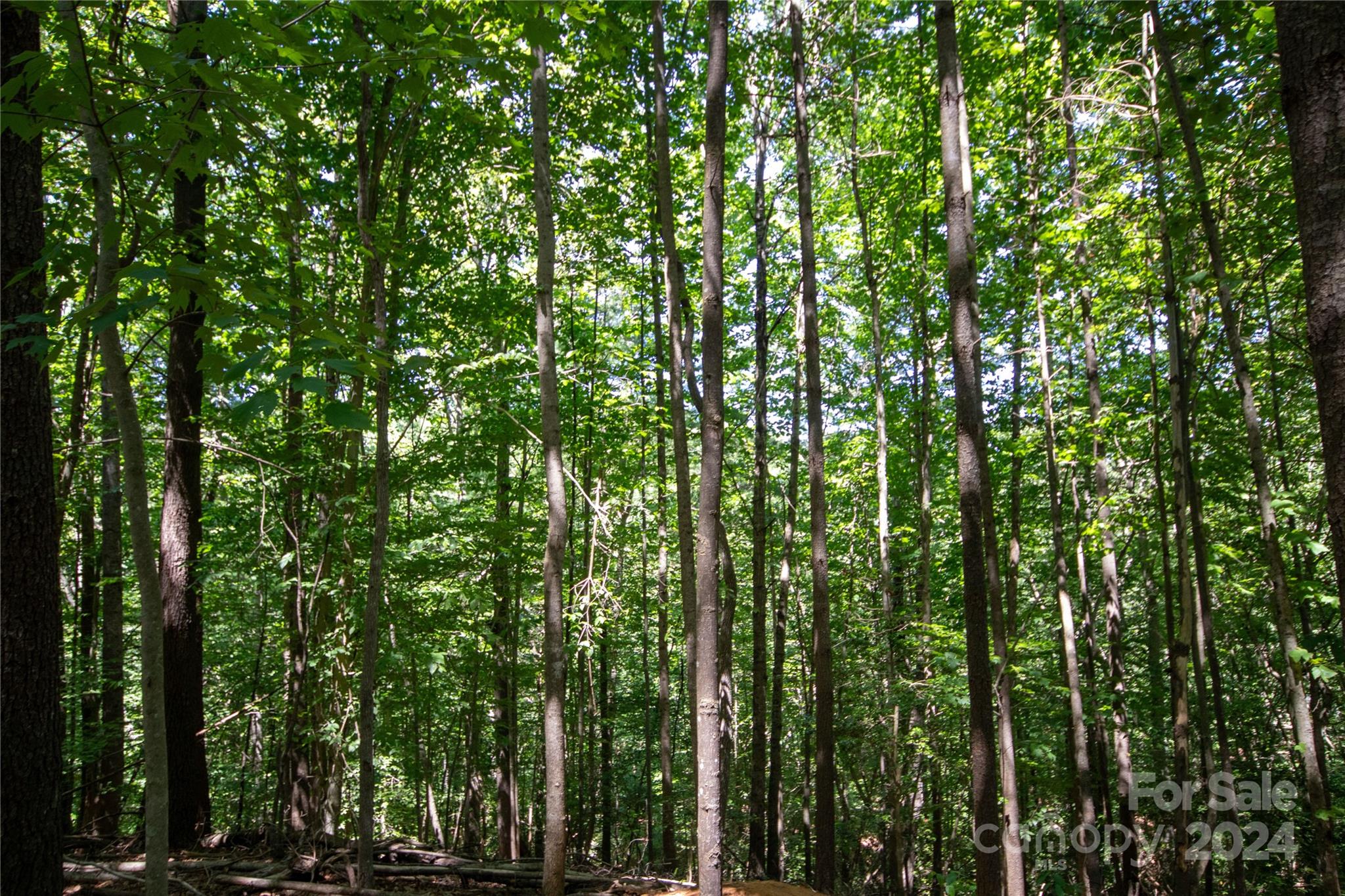Bradford Forest - Land