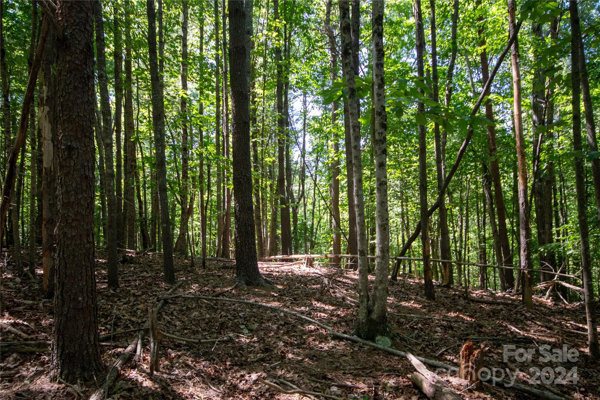 Bradford Forest - Land