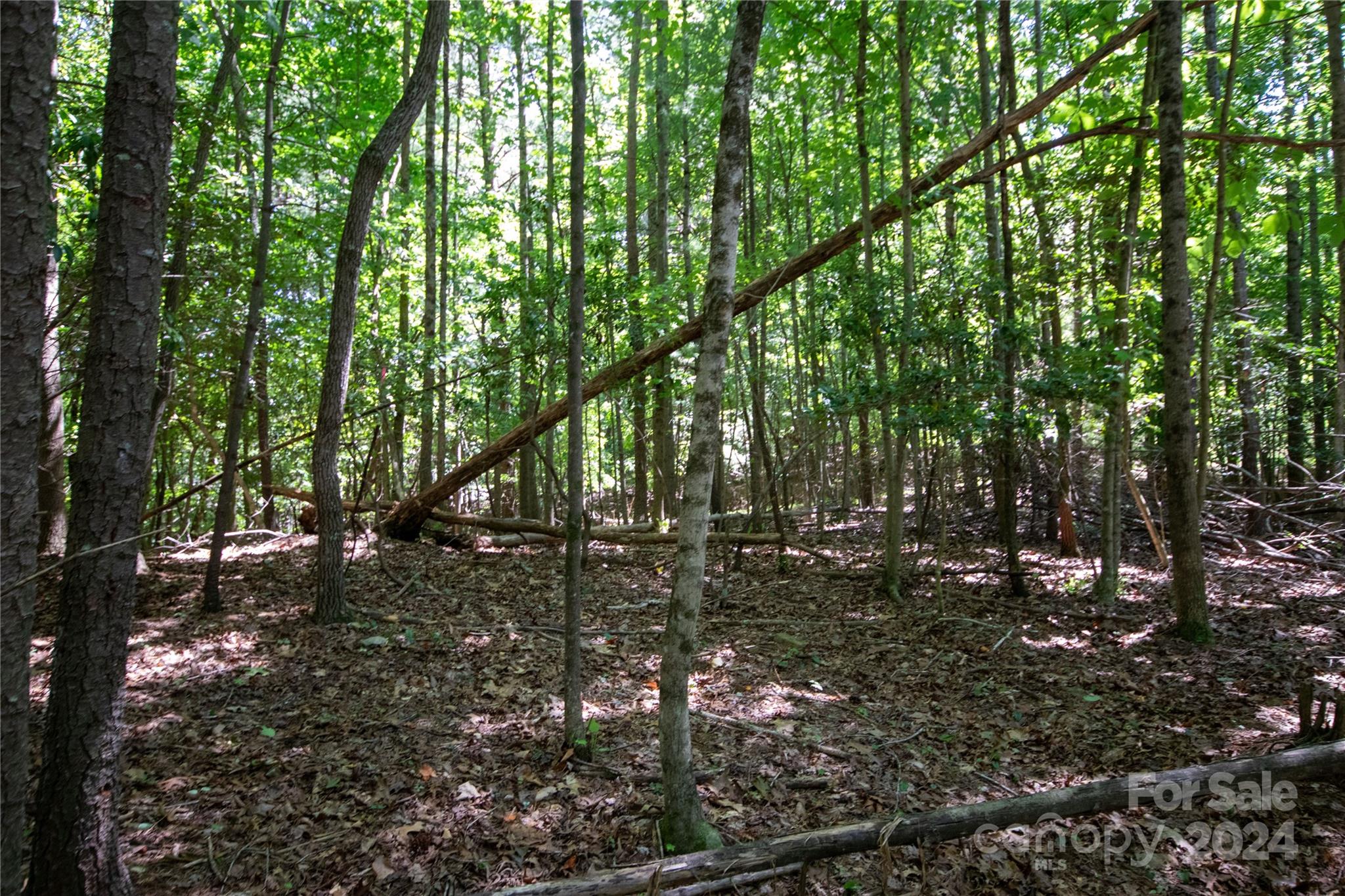 Bradford Forest - Land