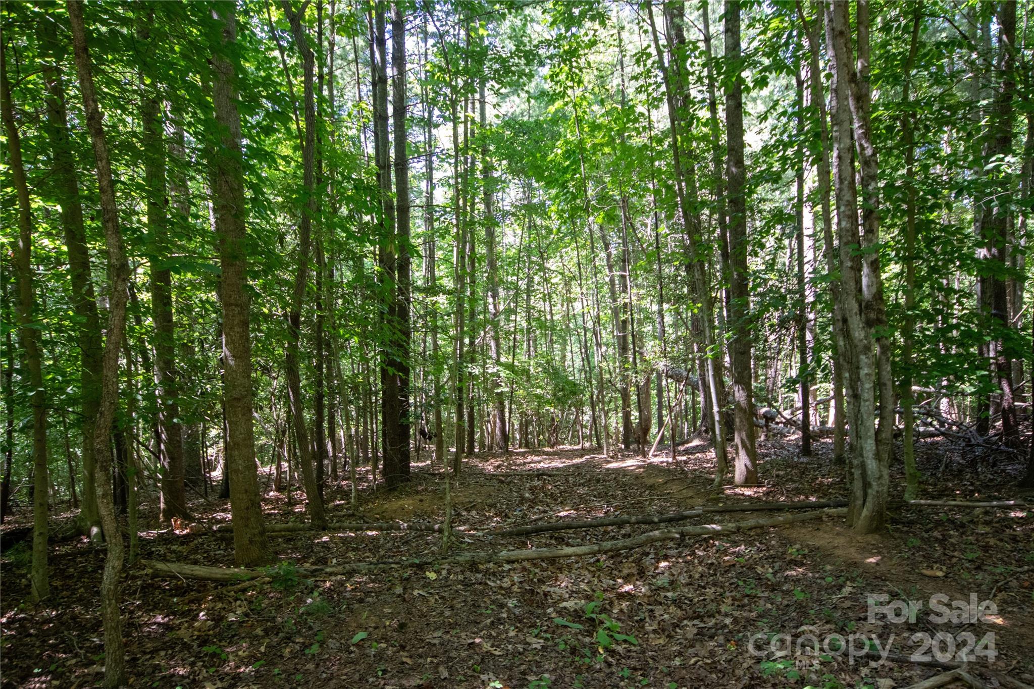 Bradford Forest - Land