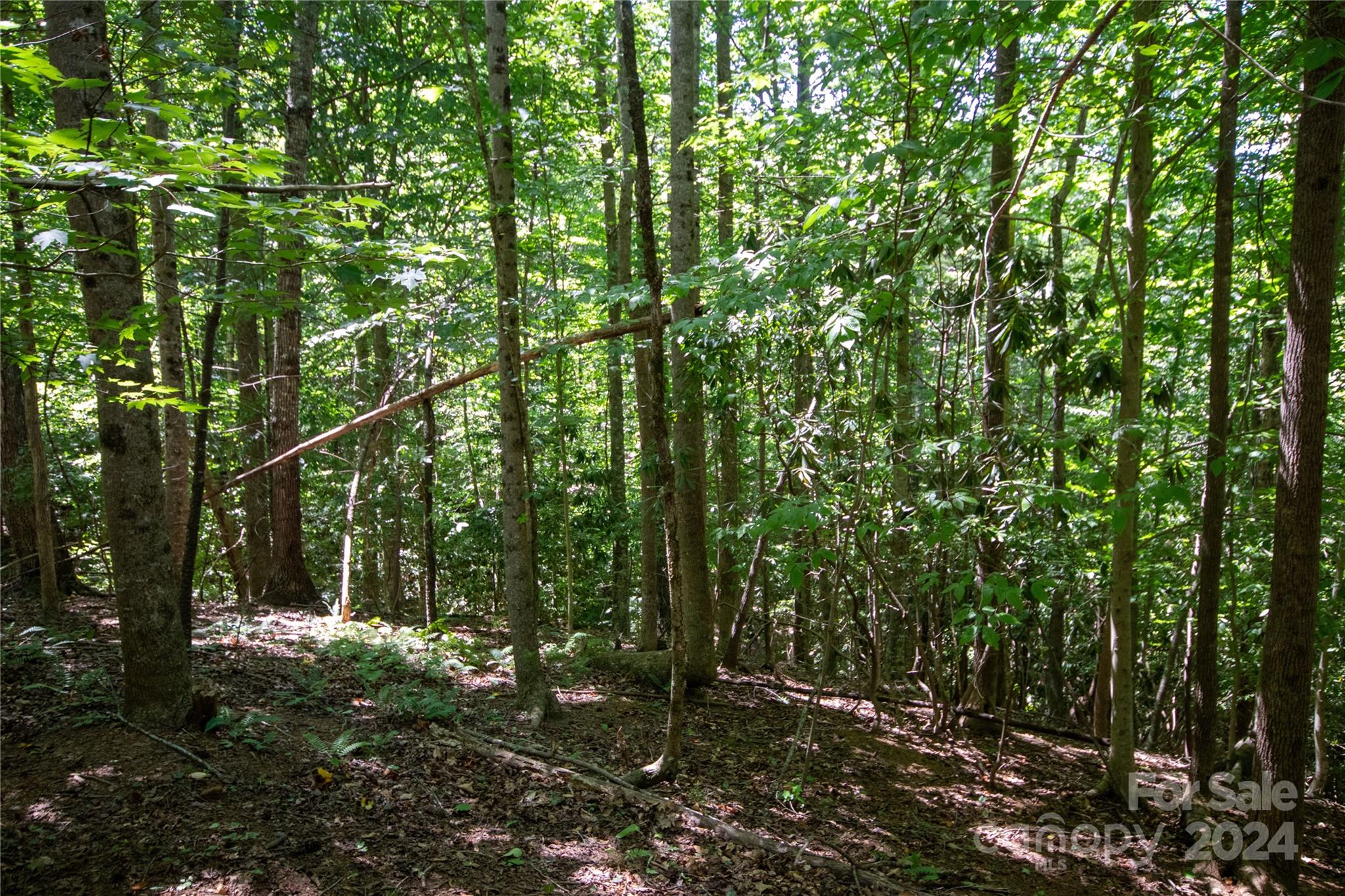 Bradford Forest - Land