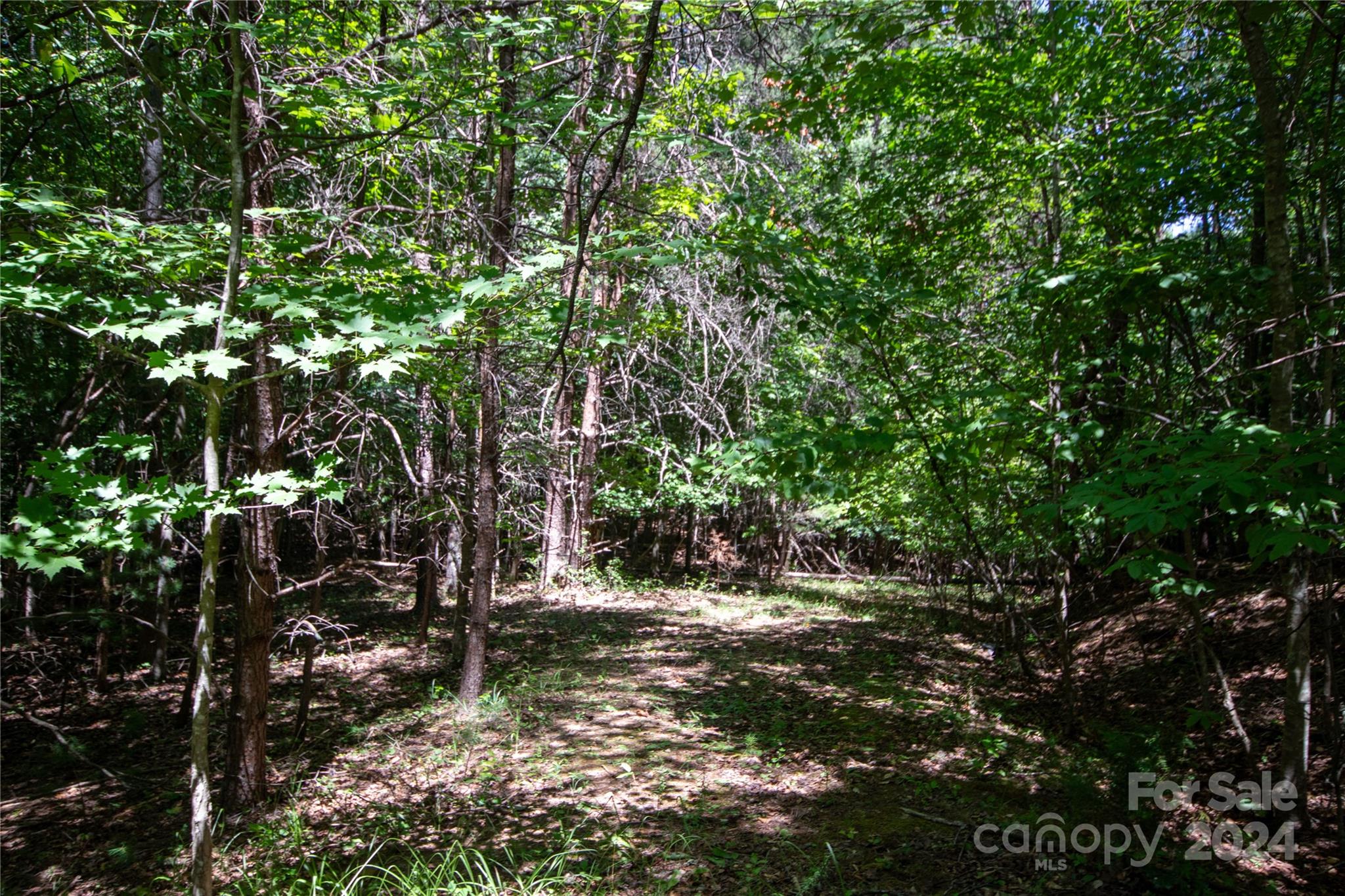 Bradford Forest - Land