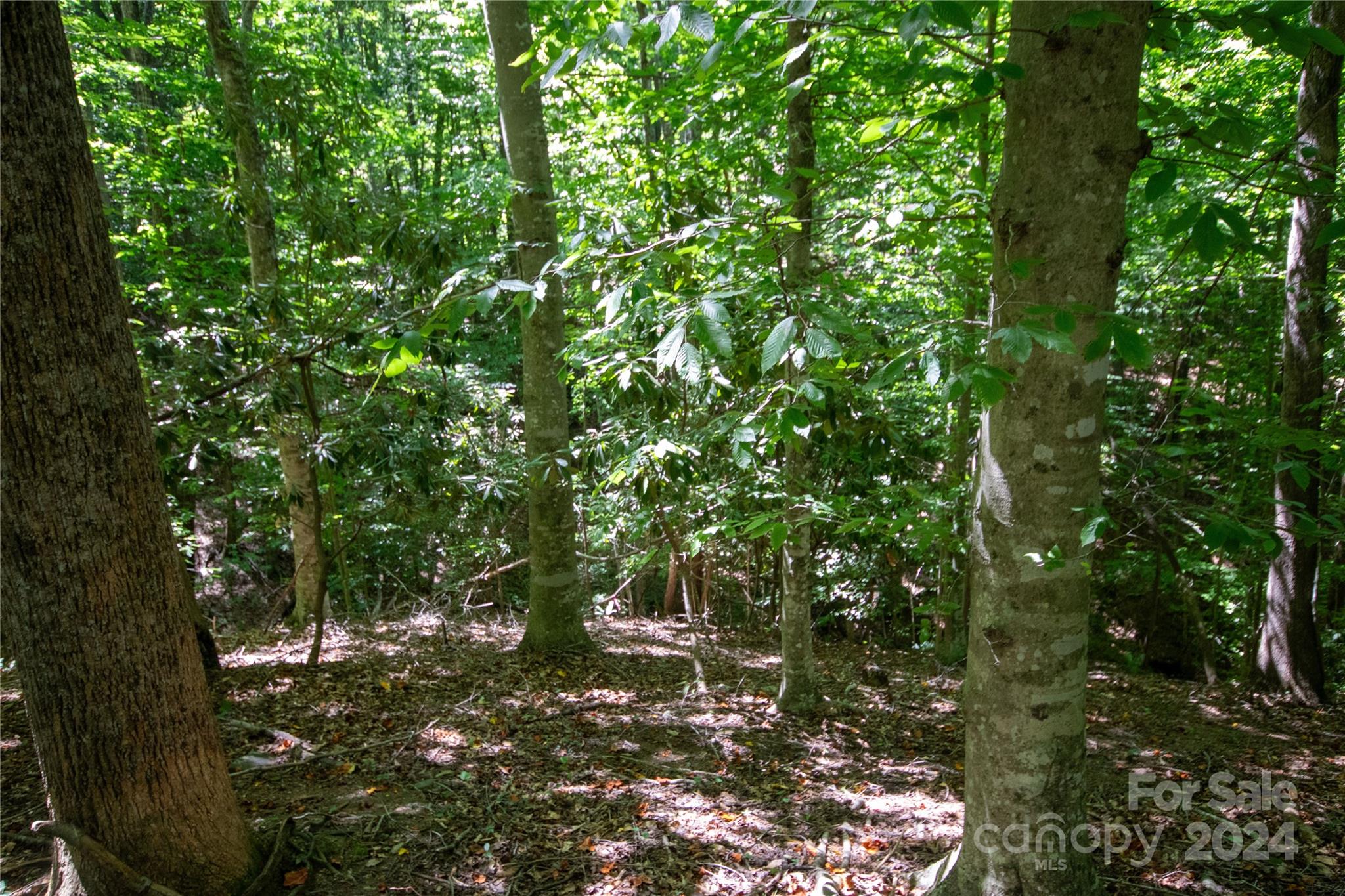Bradford Forest - Land